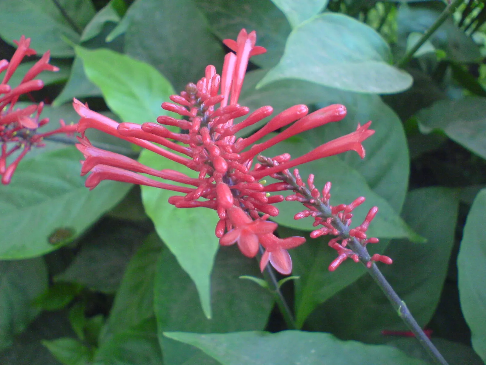 Flame Acanthus (Anisacanthus Quadrifidus Wrightii) — Flame Acanthus, or Anisacanthus quadrifidus var