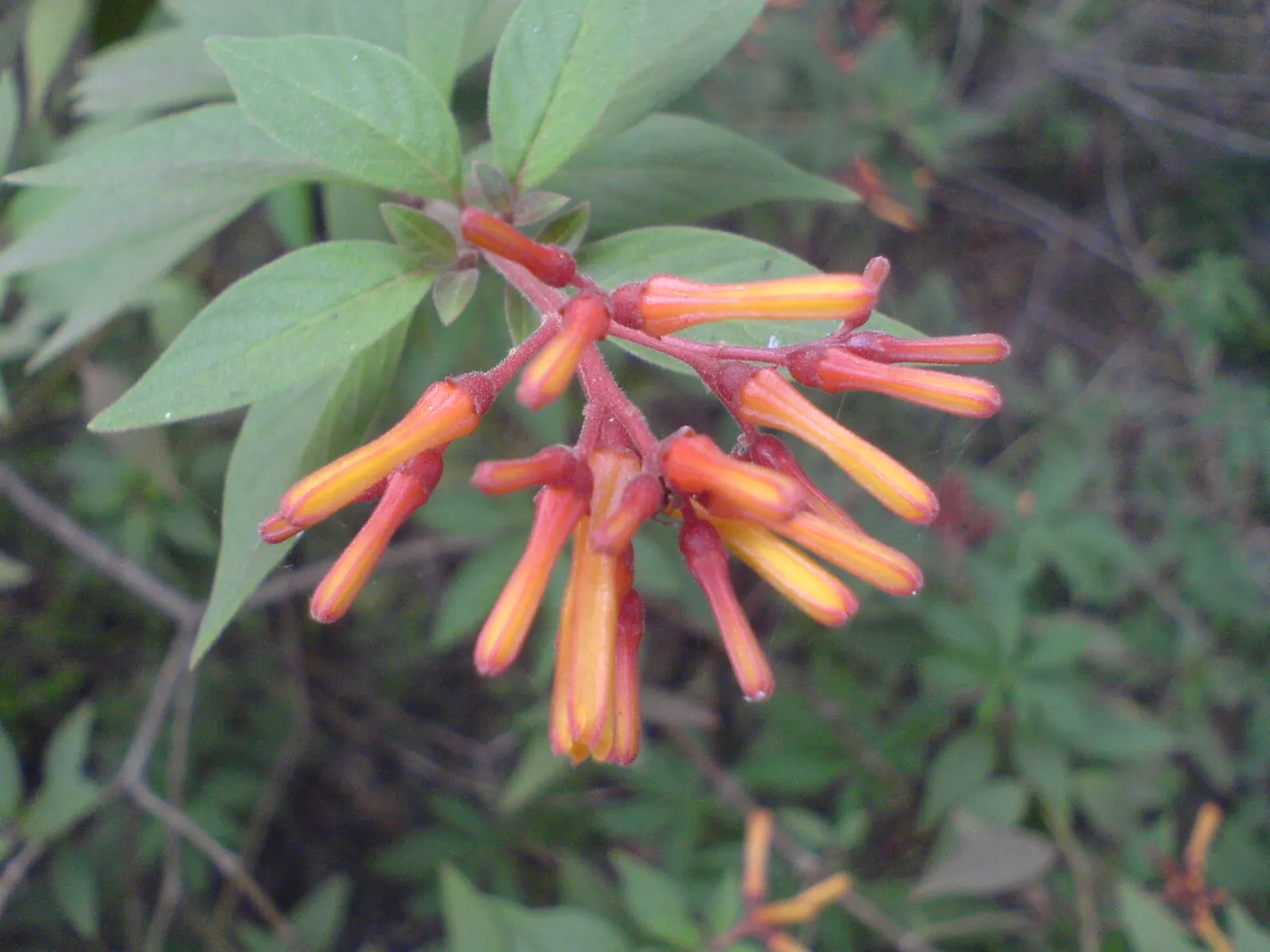 Flame Acanthus (Anisacanthus Quadrifidus Wrightii) — wildlife-friendly borders or as an accent in water-wise gardens