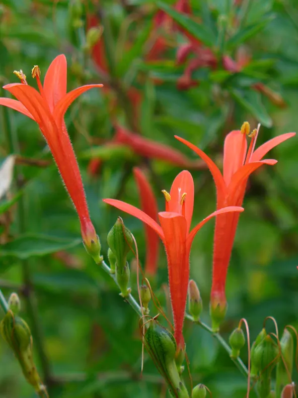 Flame Acanthus (Anisacanthus Quadrifidus Wrightii) — The Flame Acanthus, botanically referred to as Anisacanthus quadrifidus var