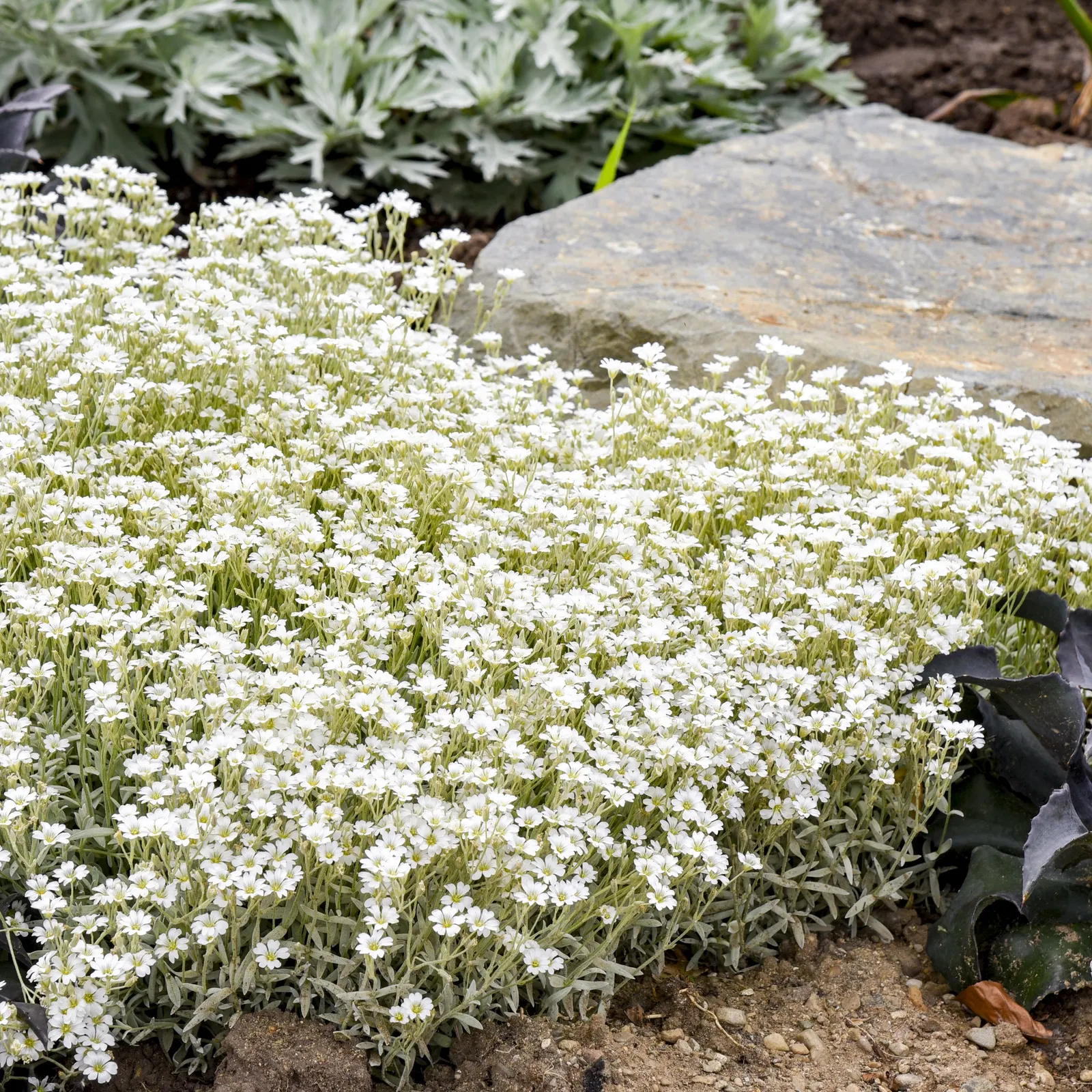 'Cloud Cover' Snow in Summer (Cerastium tomentosum) — The Cerastium tomentosum 'Cloud Cover' is a low