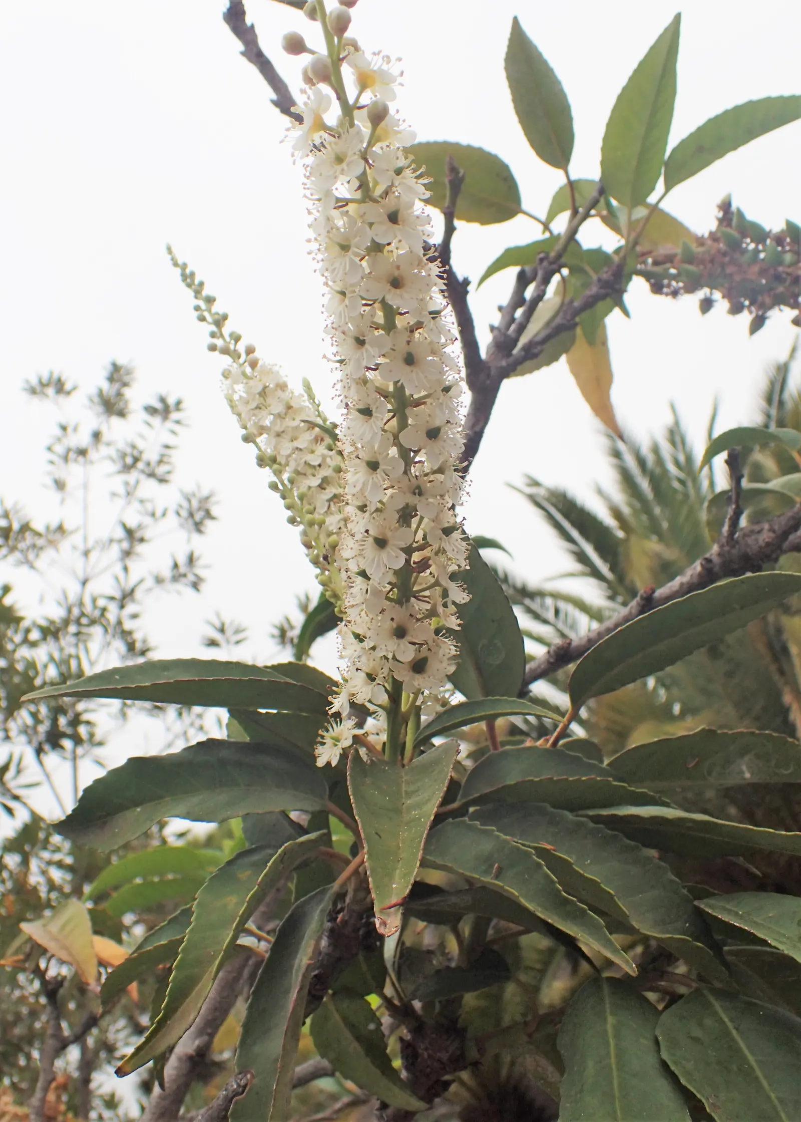 Portugal Laurel (Prunus Lusitanica) — For optimal growth and form; though it's important to note that they are toxic if ingested.<br><br>Adaptable to a wide
