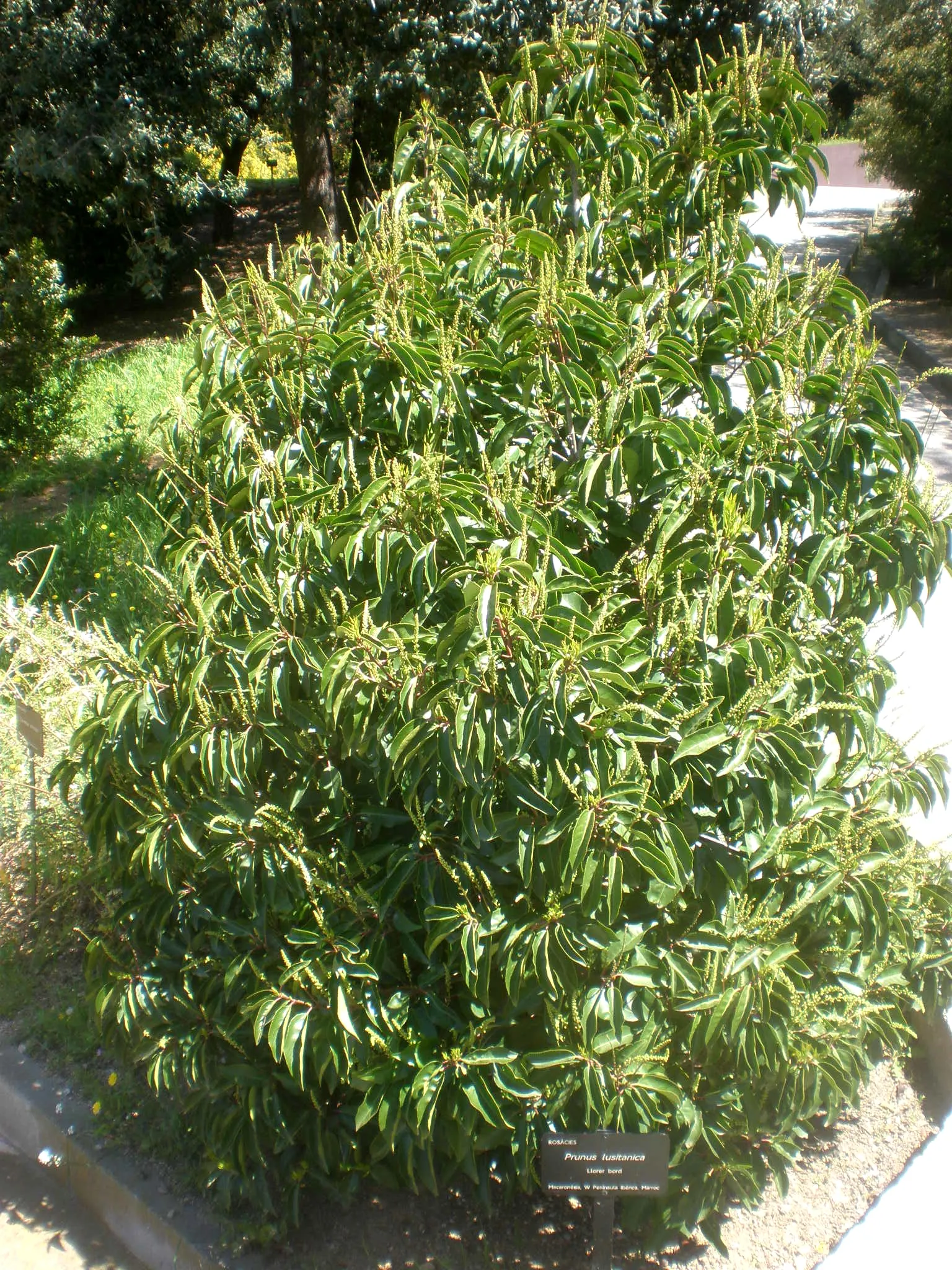 Portugal Laurel (Prunus Lusitanica) — making it an excellent choice for privacy screens