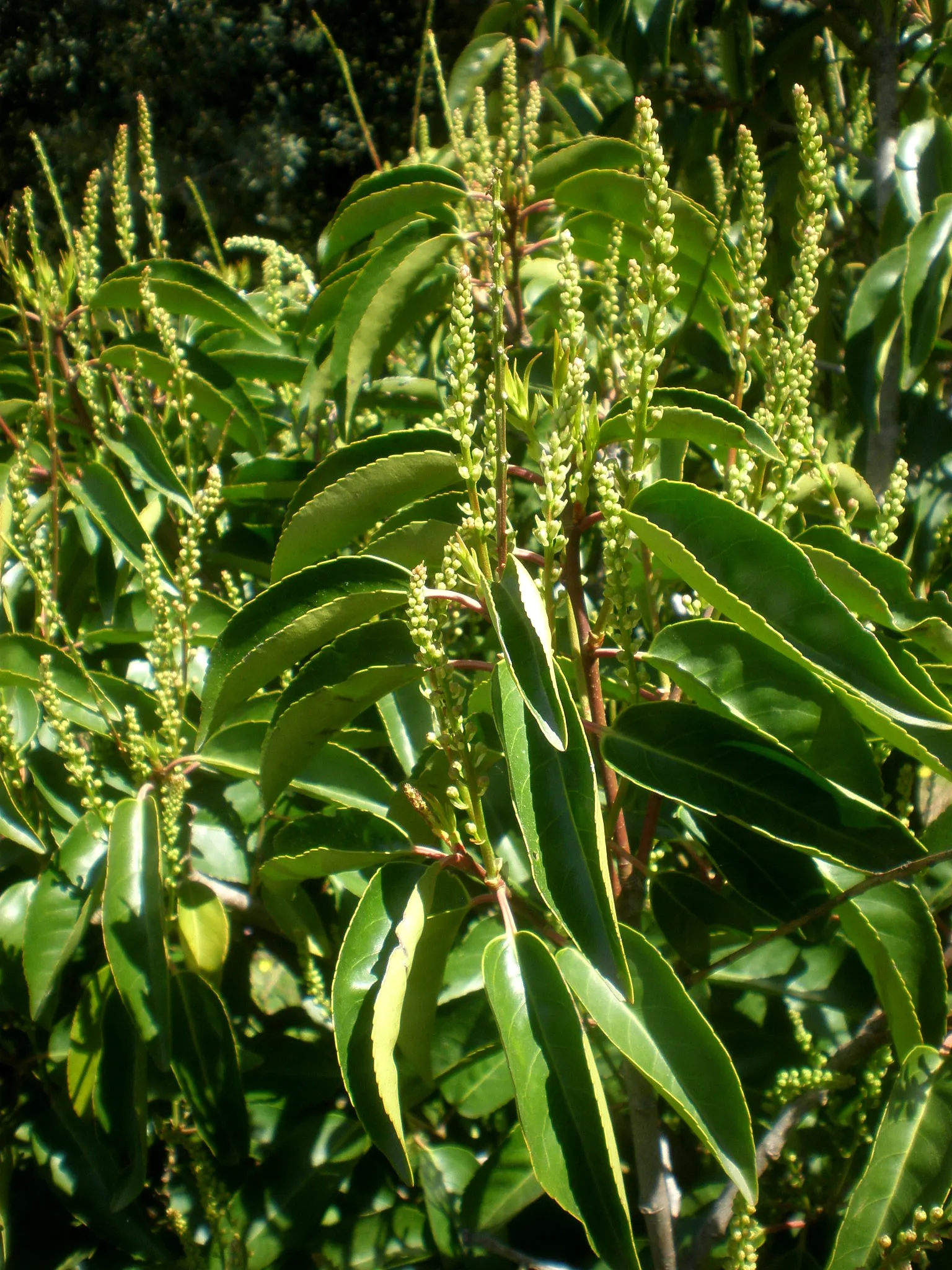 Portugal Laurel (Prunus Lusitanica) — or as a standalone specimen.<br><br>Portugal Laurel showcases dark green; the Portugal Laurel (Prunus lusitanica) is a