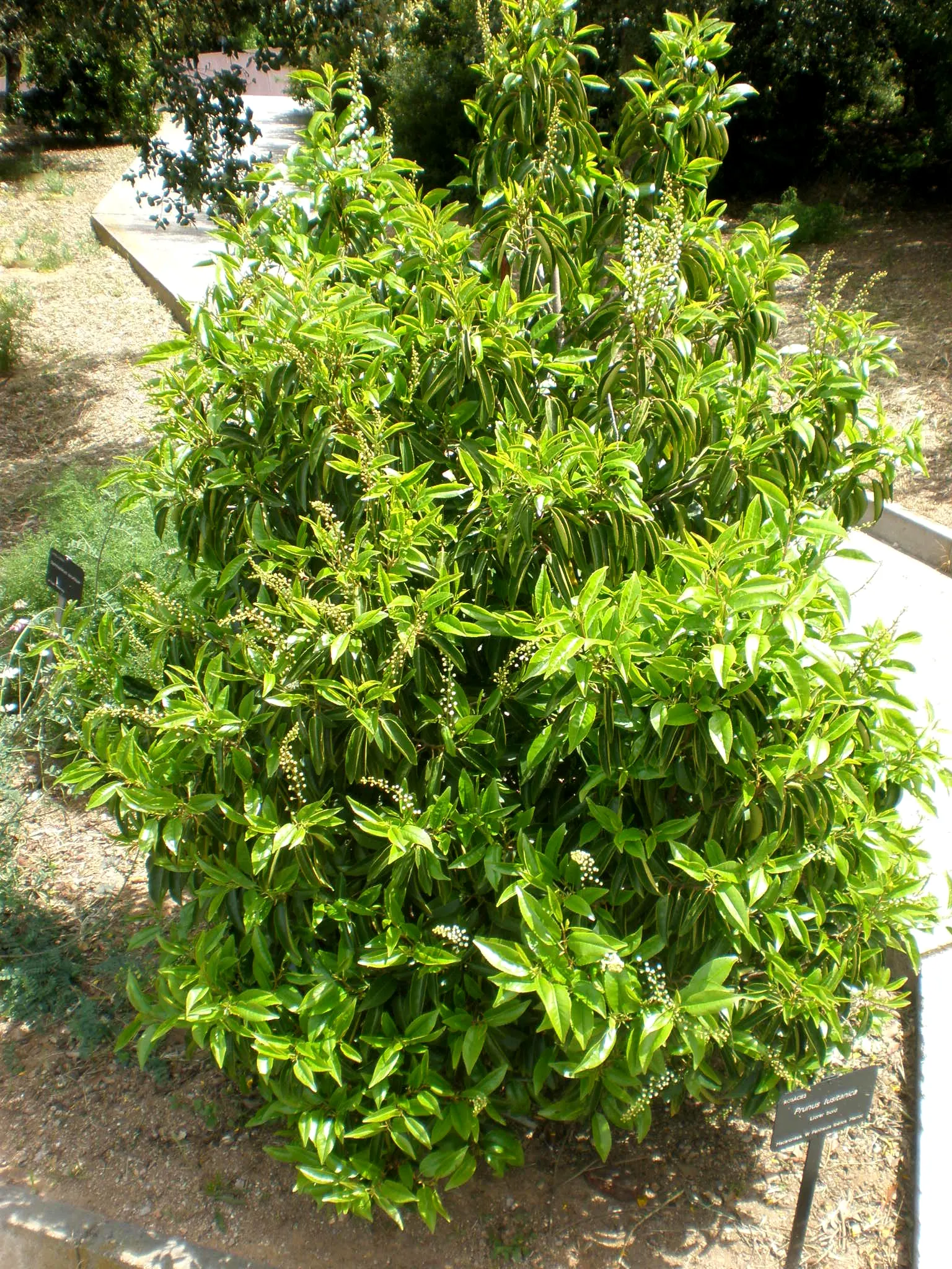 Portugal Laurel (Prunus Lusitanica) — is an evergreen shrub or small tree that is highly valued in landscape design due to its dense