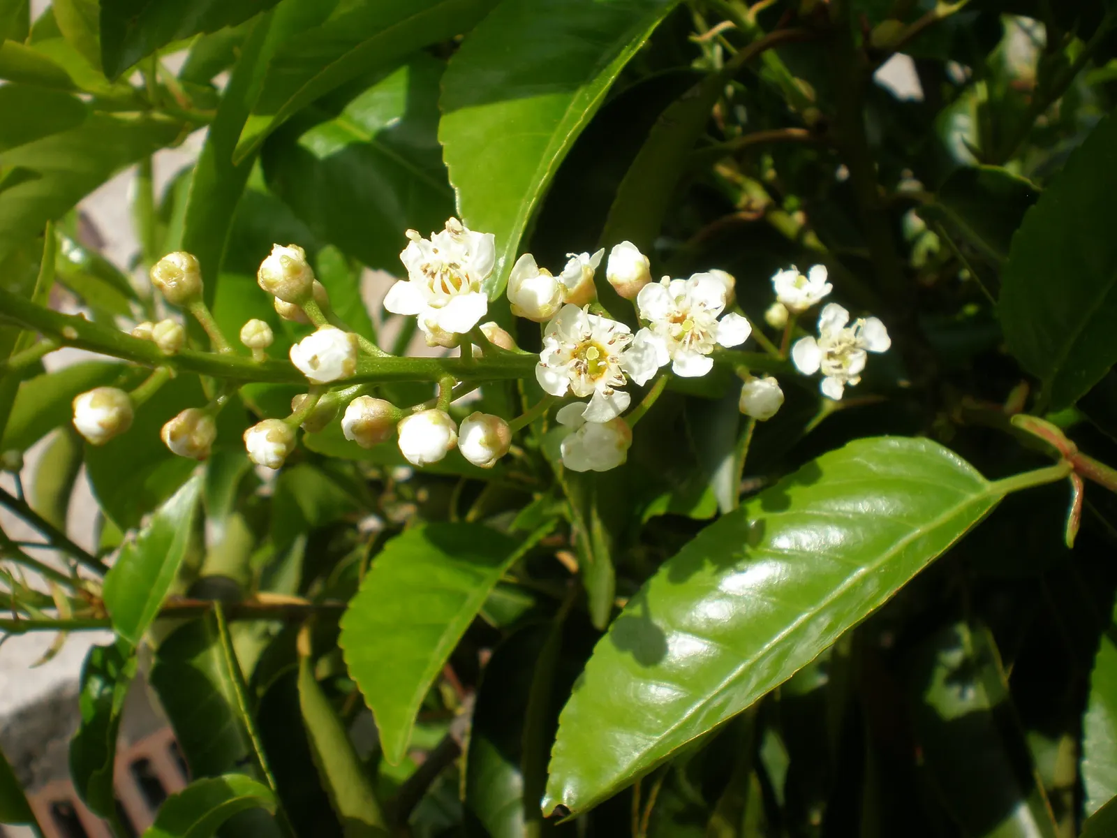 Portugal Laurel (Prunus Lusitanica) — and these can add a burst of color
