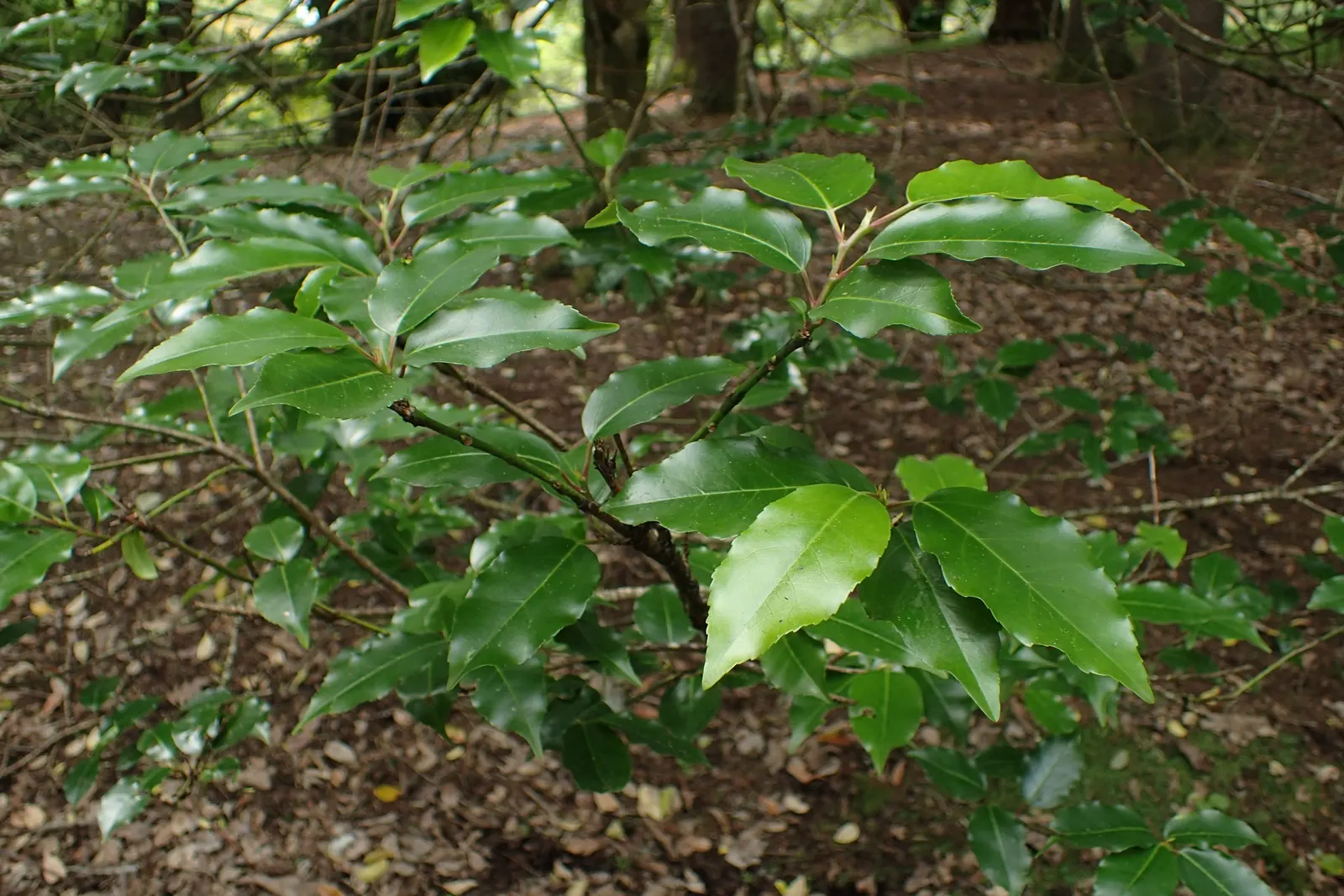 Portugal Laurel (Prunus Lusitanica) — white flowers in the garden