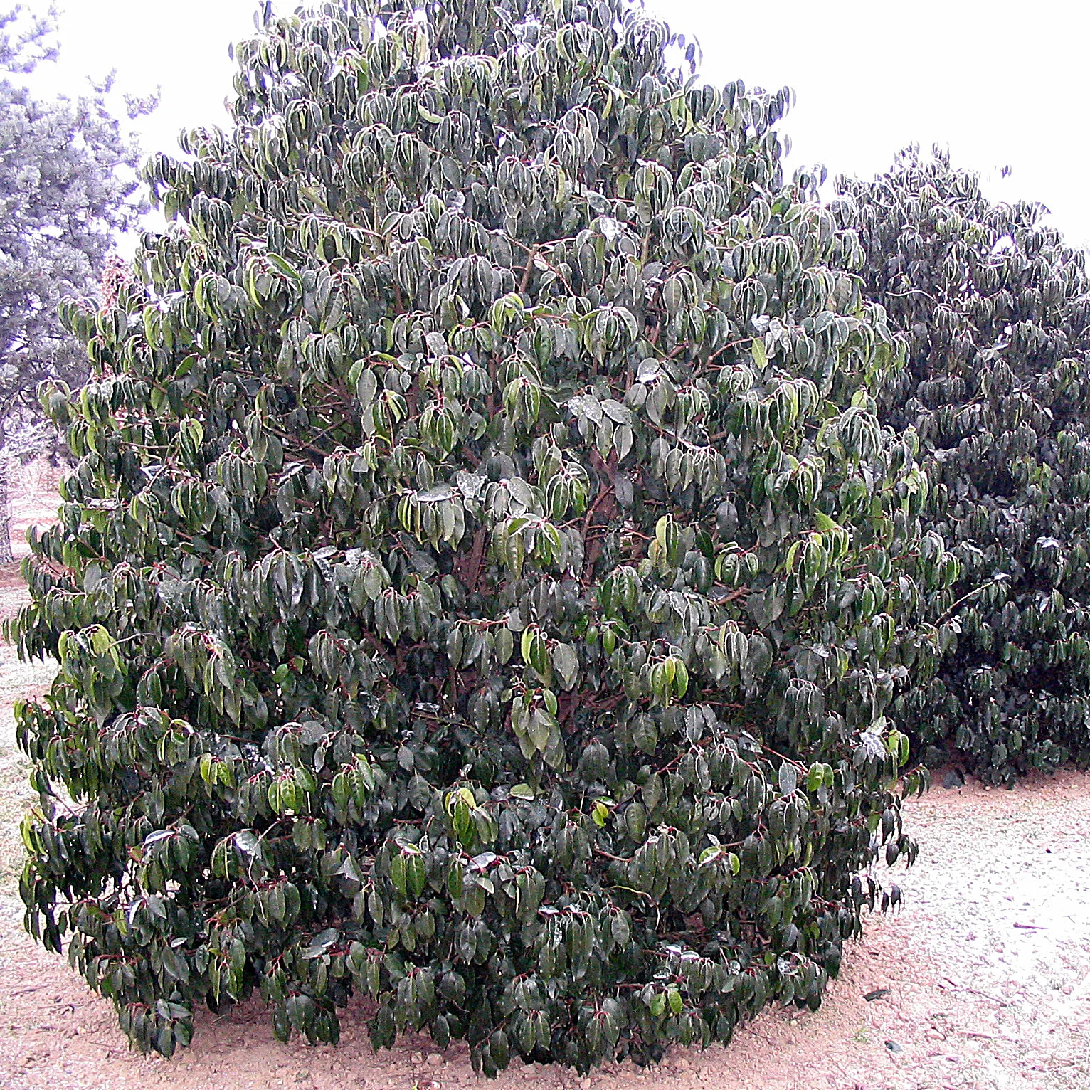 Portugal Laurel (Prunus Lusitanica) — the Prunus lusitanica is a low-maintenance and resilient addition to any landscape