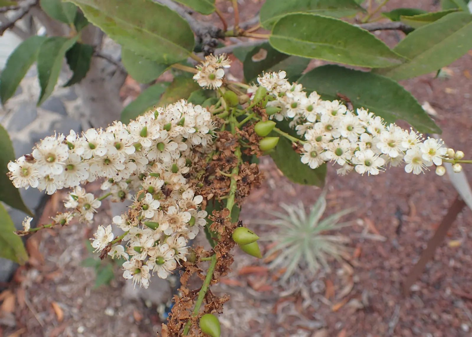Portugal Laurel (Prunus Lusitanica) — The Portugal Laurel is hardy in USDA zones 6-9; prunus lusitanica is also known for its resistance to salt spray, making