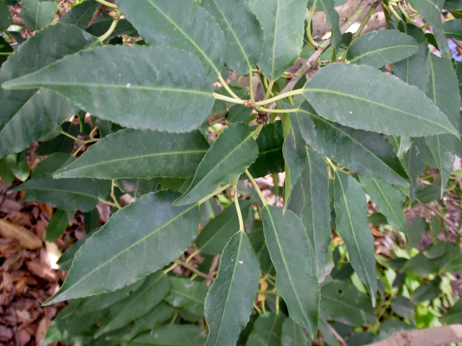 Portugal Laurel (Prunus Lusitanica) — it boasts clusters of fragrant
