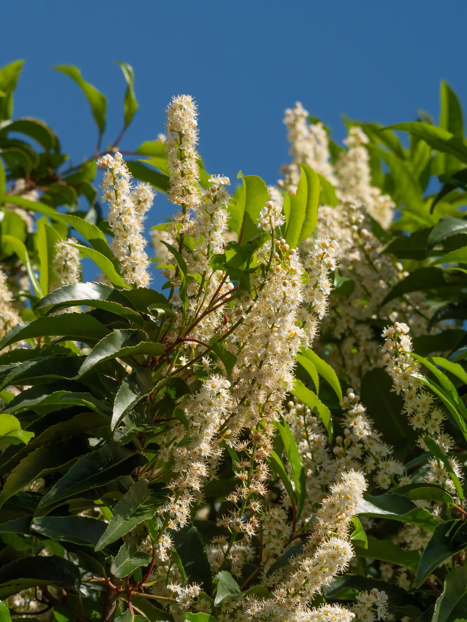 Portugal Laurel (Prunus Lusitanica) — regular pruning of the Portugal Laurel is recommended; then reduce frequency once the plant is established