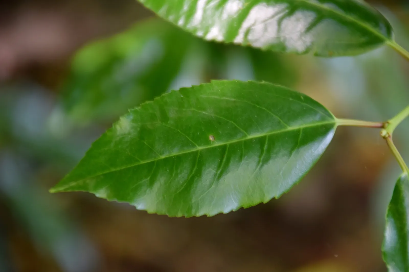 Portugal Laurel (Prunus Lusitanica) — deep green leaves contrast beautifully with fragrant white flowers in early summer; leathery leaves that measure around 4