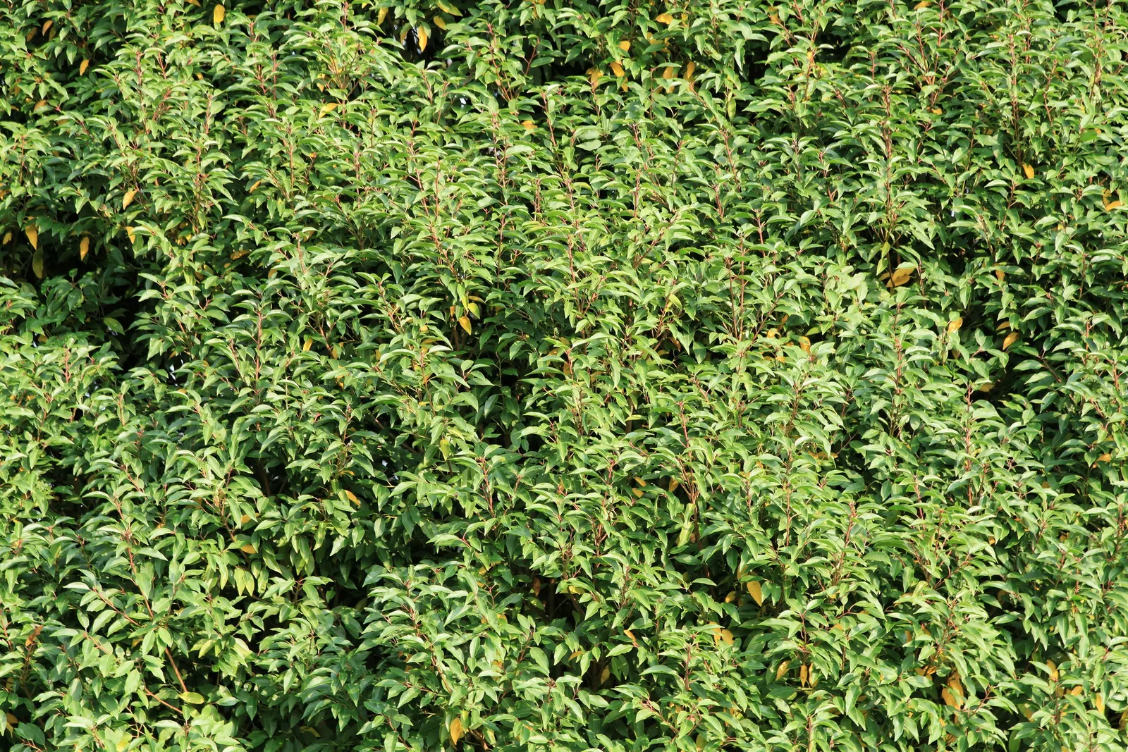 Portugal Laurel (Prunus Lusitanica) — This robust plant can reach a mature height of 10 to 20 feet; this plant prefers well-drained soil and can tolerate