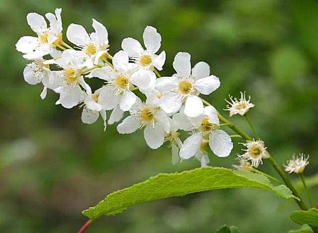 Portugal Laurel (Prunus Lusitanica) — Prunus lusitanica is also known for its resistance to salt spray, making it suitable for coastal regions