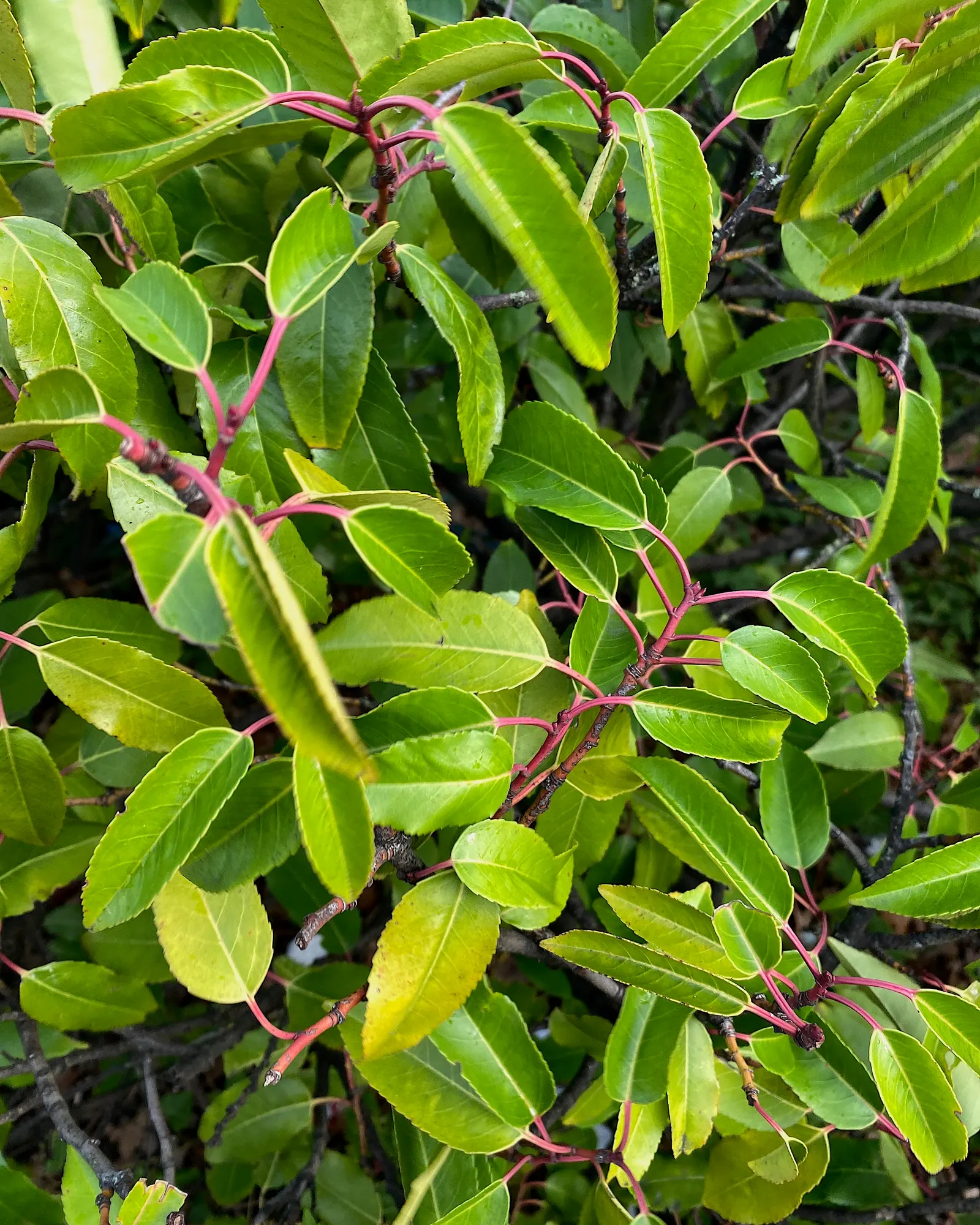 Portugal Laurel (Prunus Lusitanica) — deep green leaves contrast beautifully with fragrant white flowers in early summer