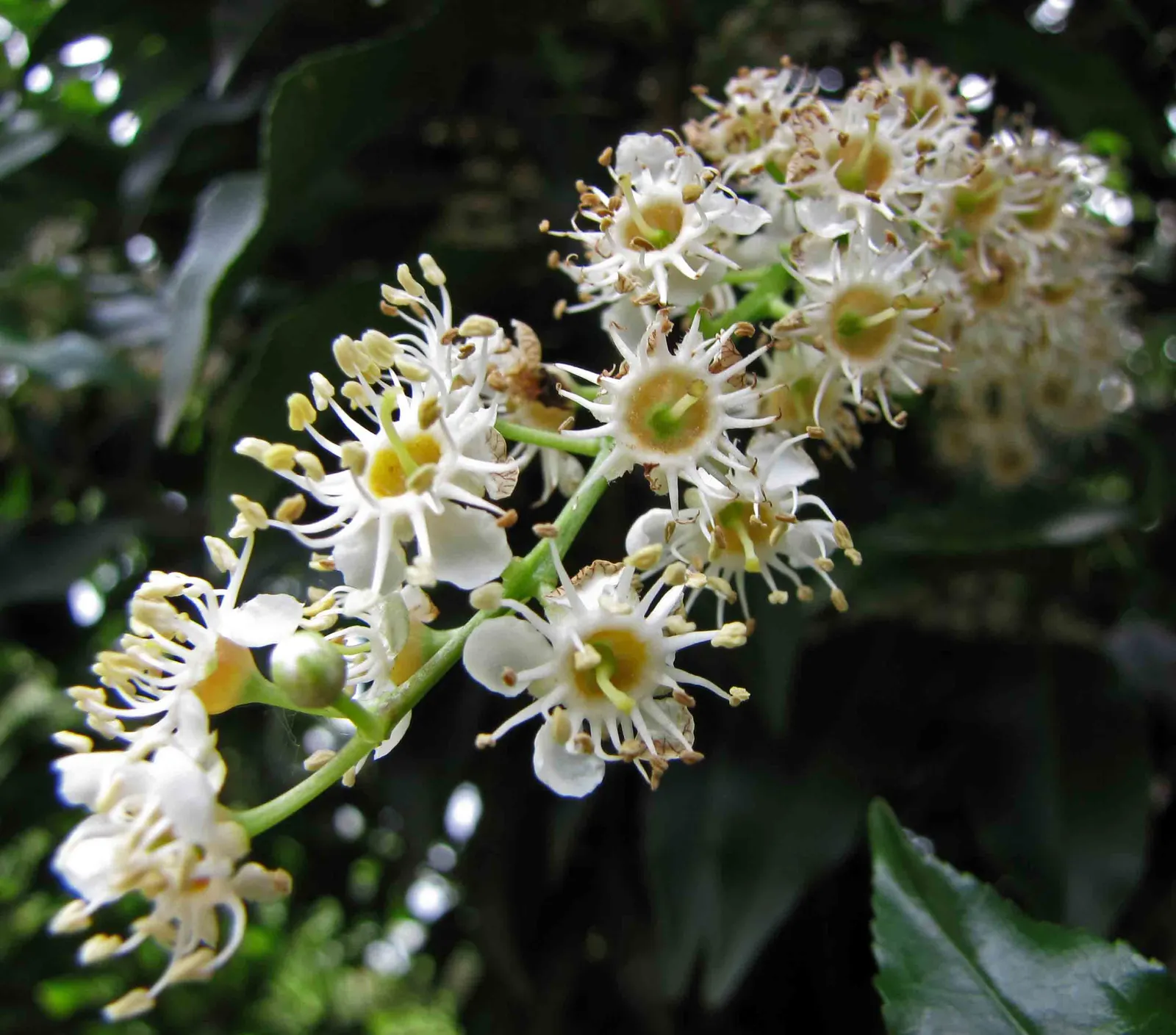 Portugal Laurel (Prunus Lusitanica) — providing year-round interest and a lush backdrop to any garden setting