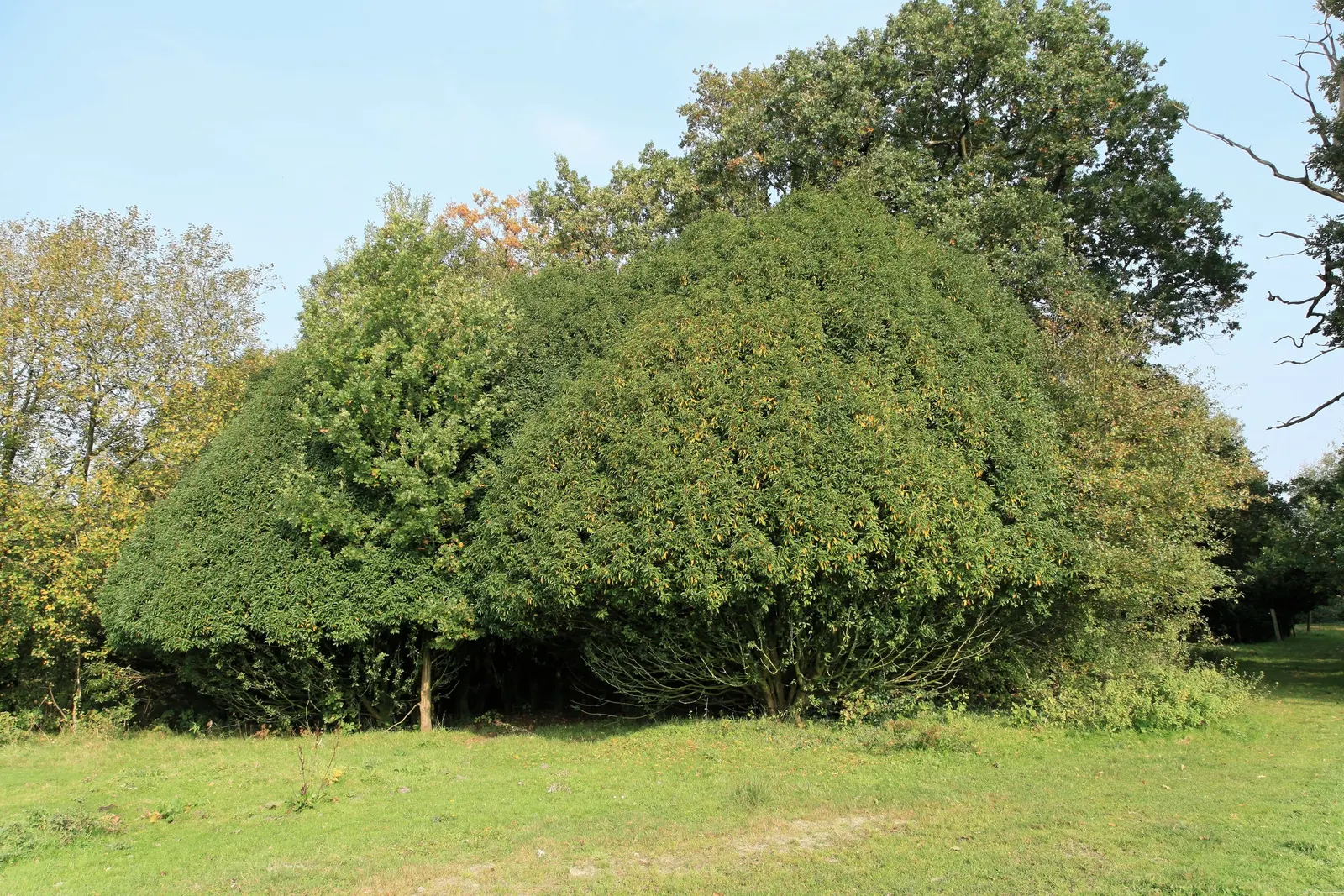 Portugal Laurel (Prunus Lusitanica) — about 0.4 inches in diameter; this hardy, versatile plant thrives in full sun to partial shade and adapts to various soils