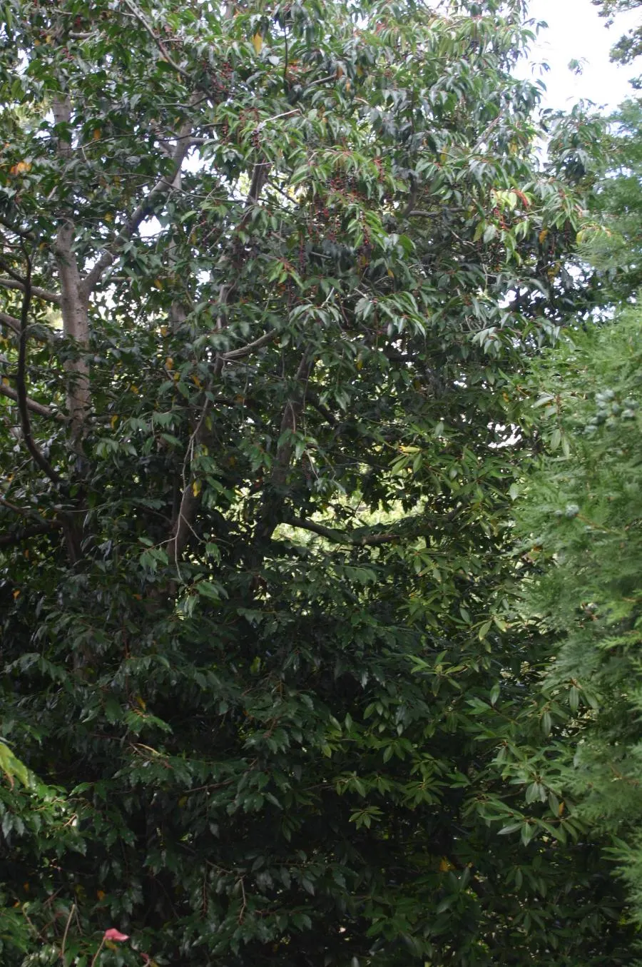 Portugal Laurel (Prunus Lusitanica) — commonly referred to as Portugal Laurel