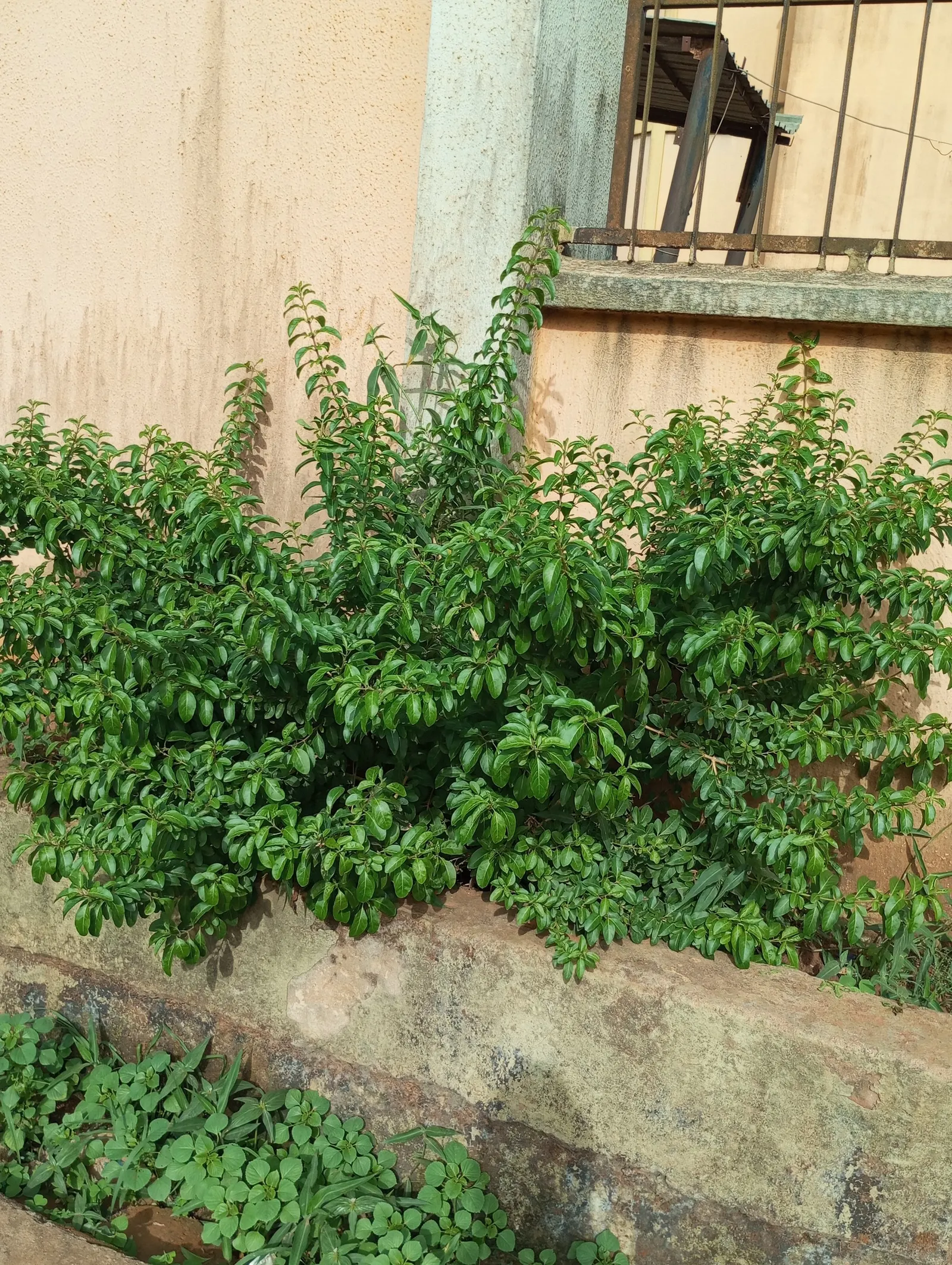 Portugal Laurel (Prunus Lusitanica) — For optimal growth and form