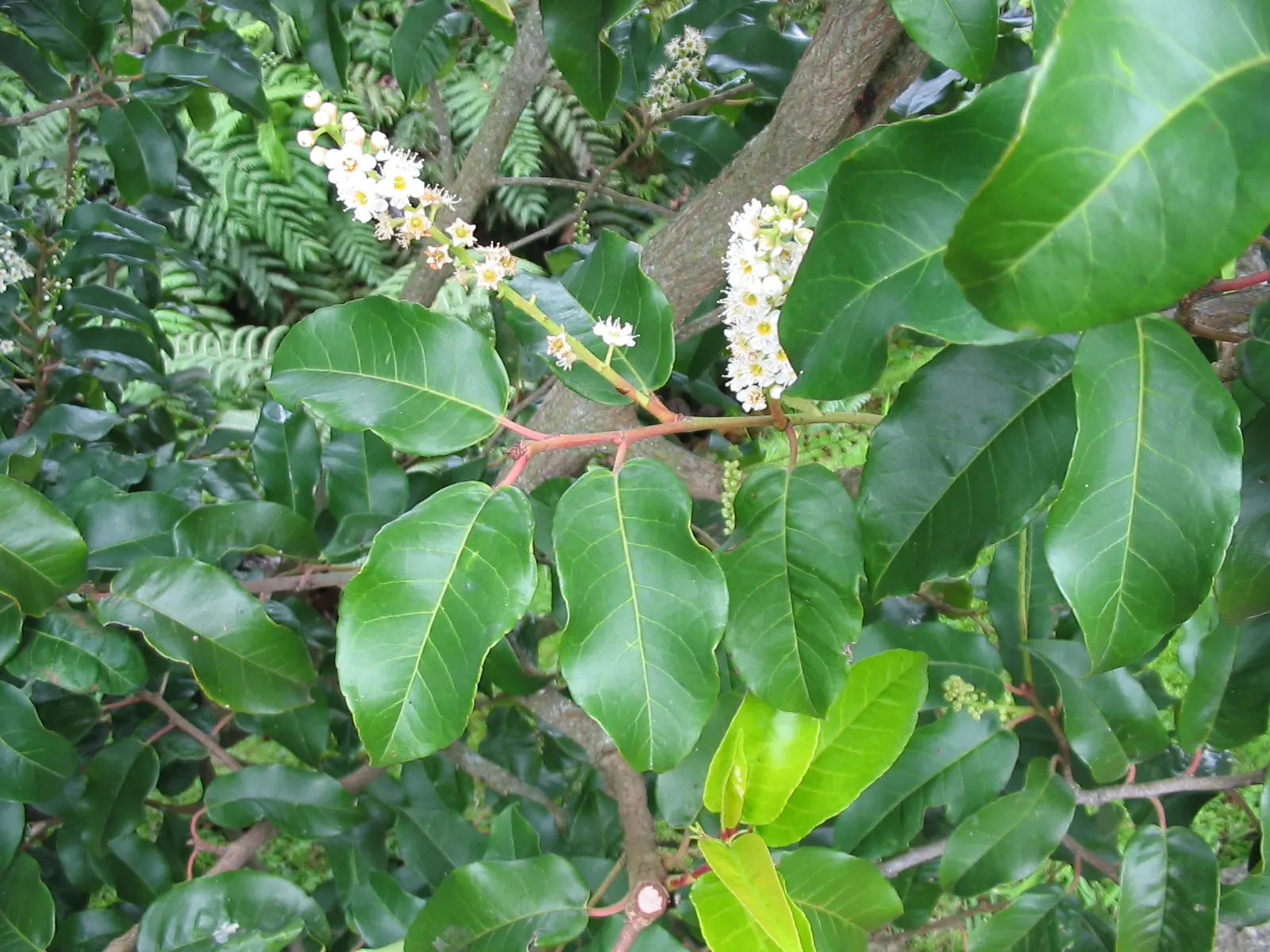 Portugal Laurel (Prunus Lusitanica) — regular pruning of the Portugal Laurel is recommended