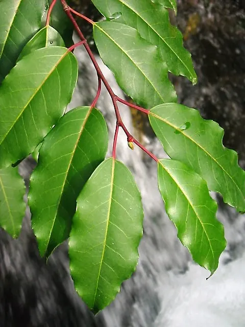 Portugal Laurel (Prunus Lusitanica) — is an evergreen shrub or small tree that is highly valued in landscape design due to its dense, image 39
