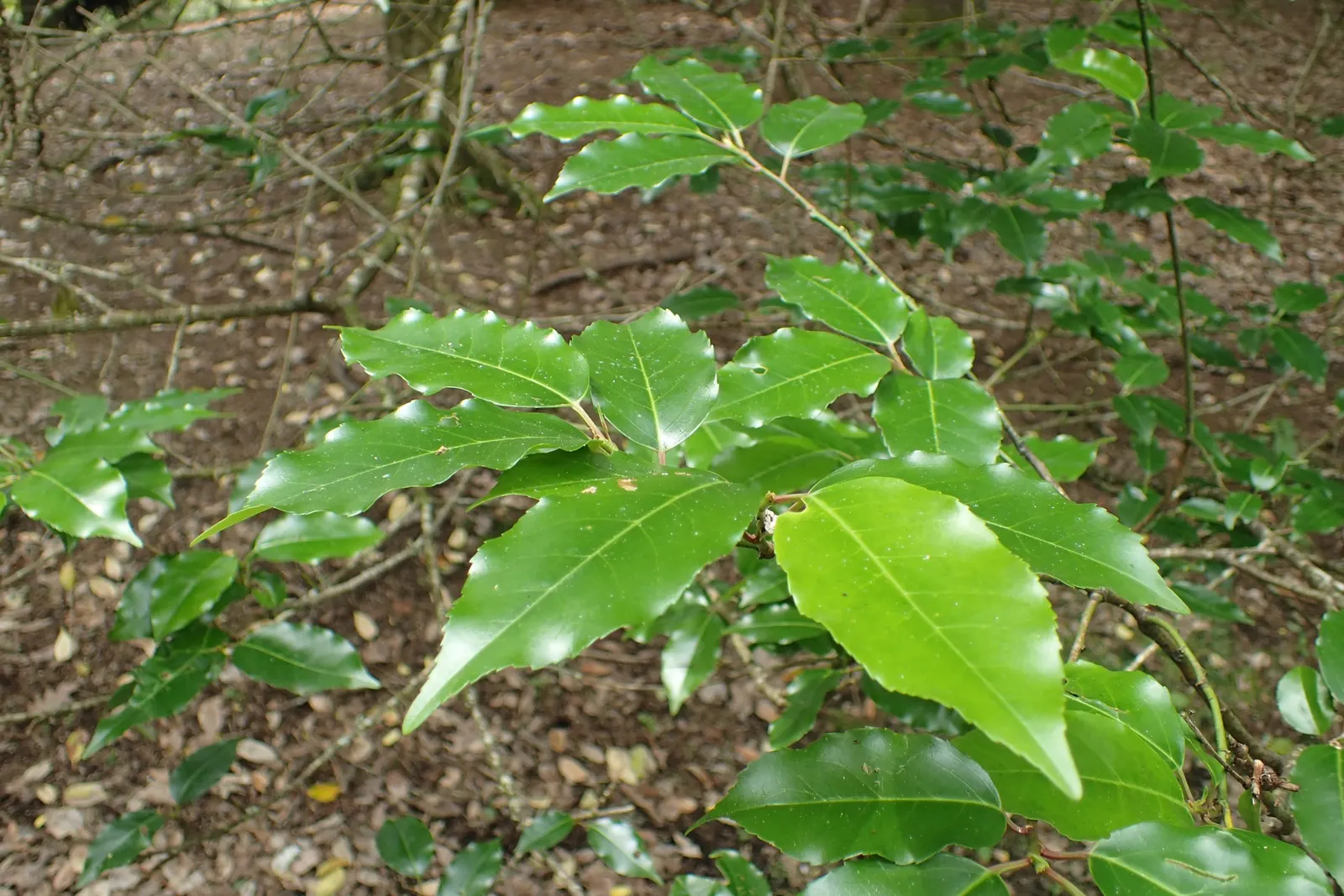 Portugal Laurel (Prunus Lusitanica) — glossy foliage and versatile nature