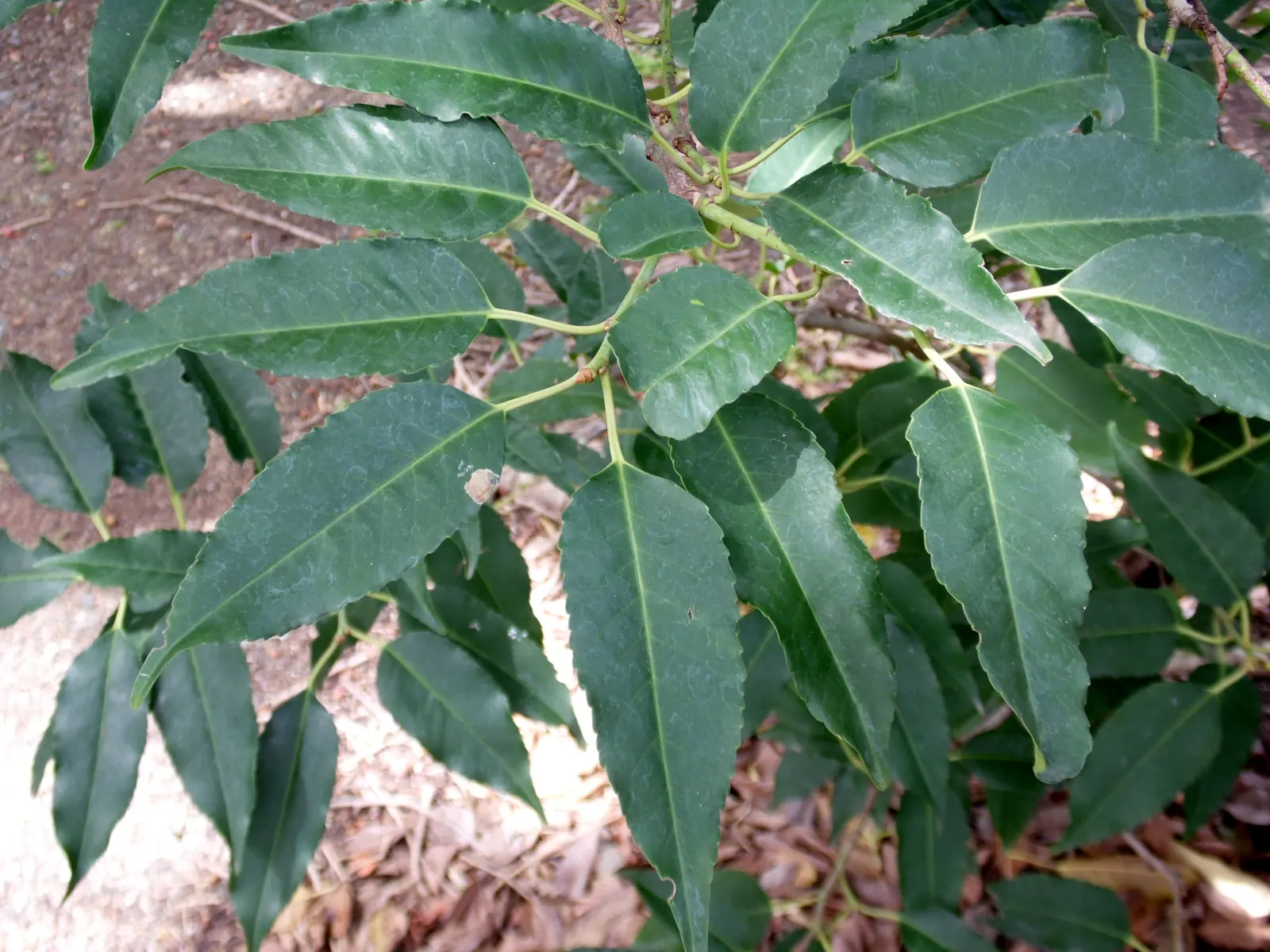 Portugal Laurel (Prunus Lusitanica) — red to purple-black berries appear