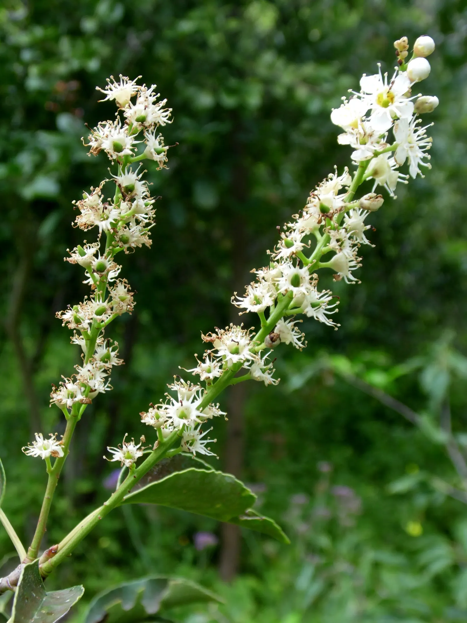 Portugal Laurel (Prunus Lusitanica) — then reduce frequency once the plant is established; it boasts clusters of fragrant