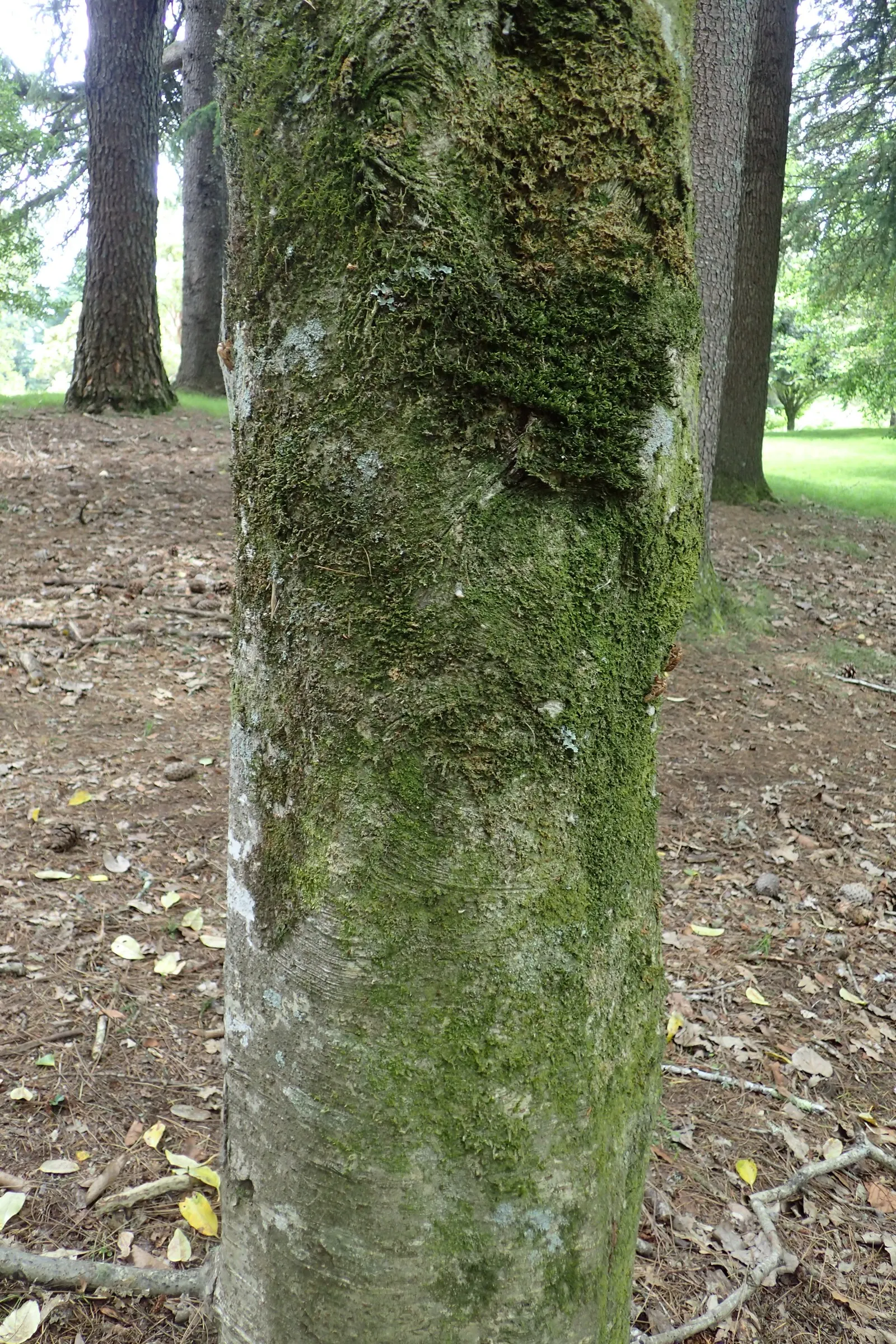 Portugal Laurel (Prunus Lusitanica) — shrub / tree for full