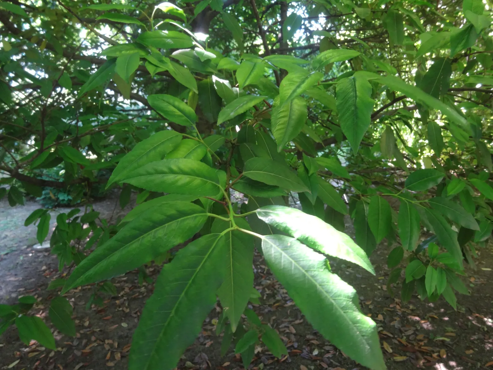 Portugal Laurel (Prunus Lusitanica) — and these can add a burst of color; or you can feature it as a focal point in a mixed border