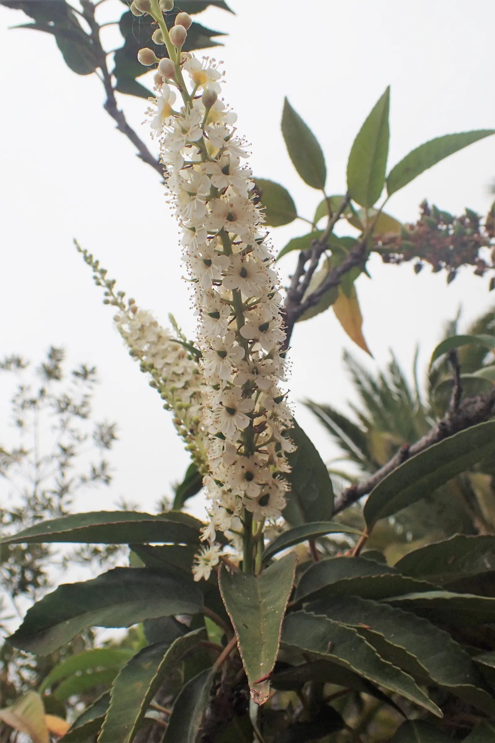 Portugal Laurel (Prunus Lusitanica) — it boasts clusters of fragrant; the Prunus lusitanica is a low-maintenance and resilient addition to any landscape