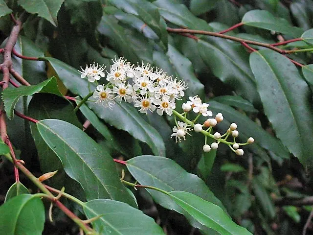 Portugal Laurel (Prunus Lusitanica) — Water requirements are moderate; establish a regular watering schedule to ensure a strong root system