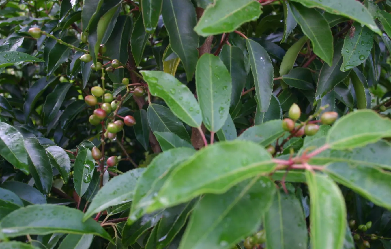 Portugal Laurel (Prunus Lusitanica) — Prunus lusitanica is also known for its resistance to salt spray, making it suitable for coastal regions; providing