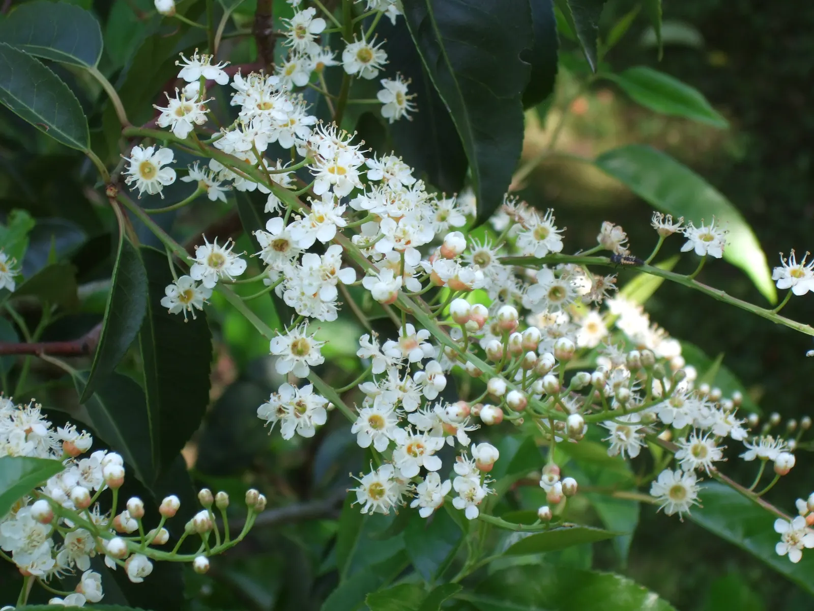 Portugal Laurel (Prunus Lusitanica) — leathery leaves that measure around 4 to 10 inches in length