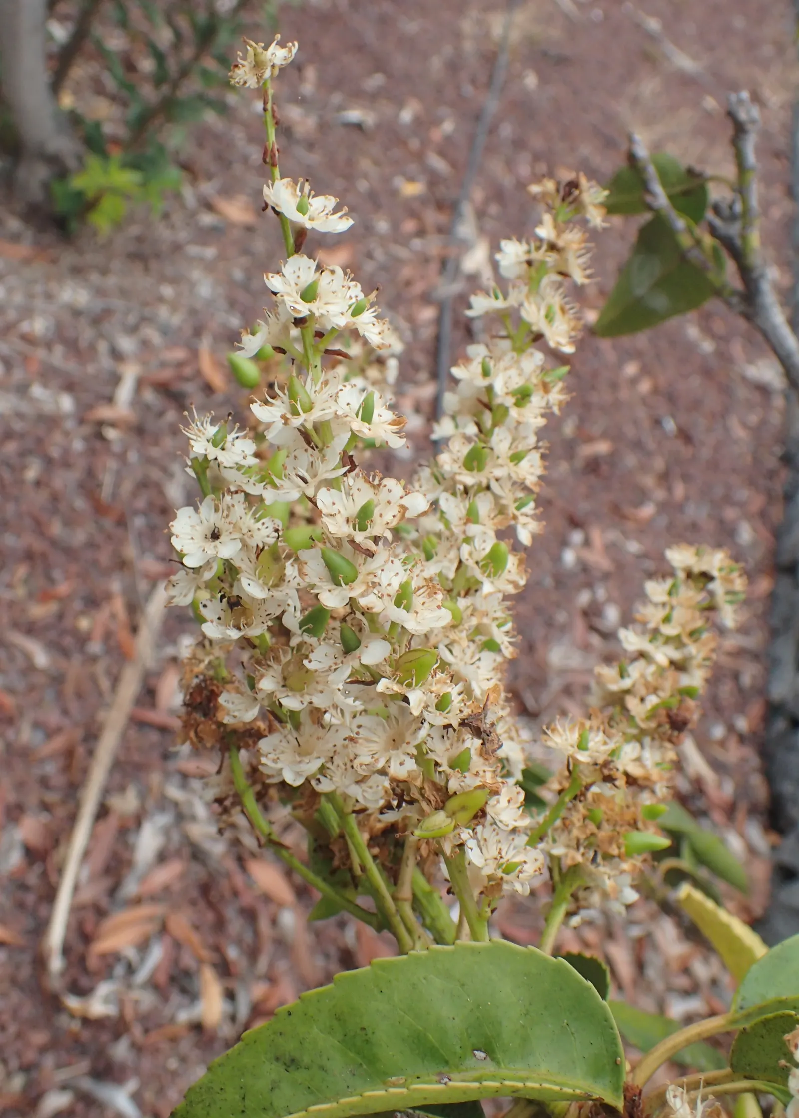 Portugal Laurel (Prunus Lusitanica) — though it's important to note that they are toxic if ingested.<br><br>Adaptable to a wide range of soil types; white