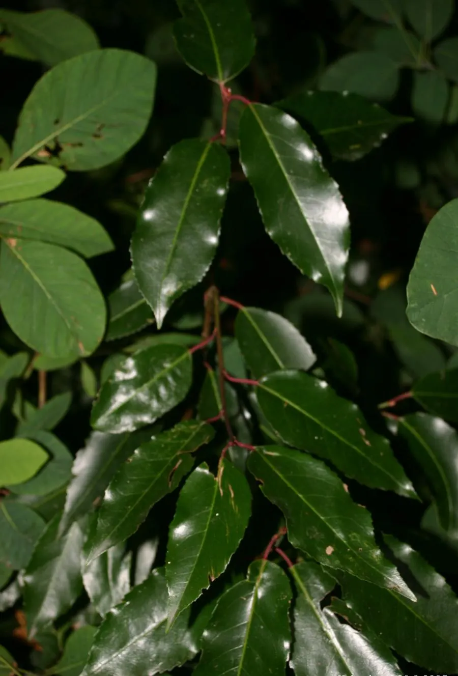 Portugal Laurel (Prunus Lusitanica) — providing year-round interest and a lush backdrop to any garden setting; about 0.4 inches in diameter