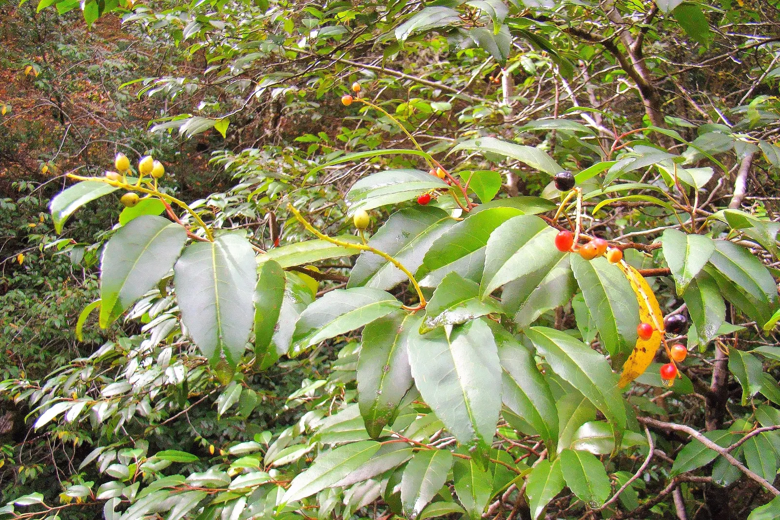 Portugal Laurel (Prunus Lusitanica) — In late spring to early summer