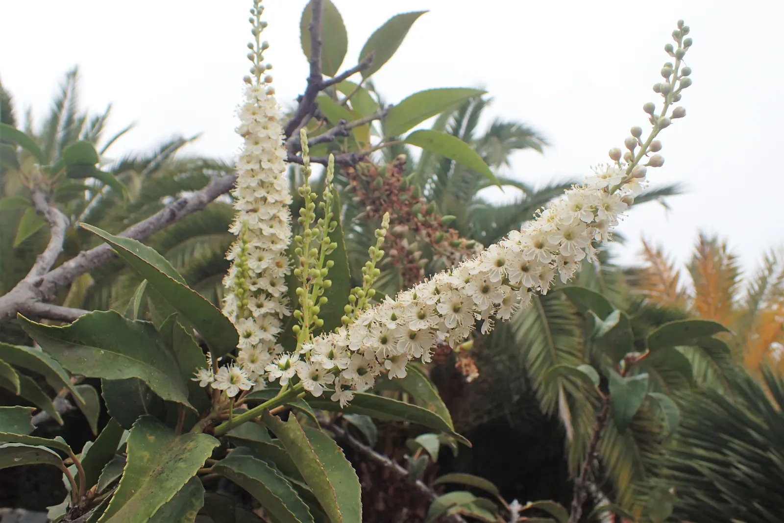 Portugal Laurel (Prunus Lusitanica) — glossy foliage and versatile nature; in late spring to early summer