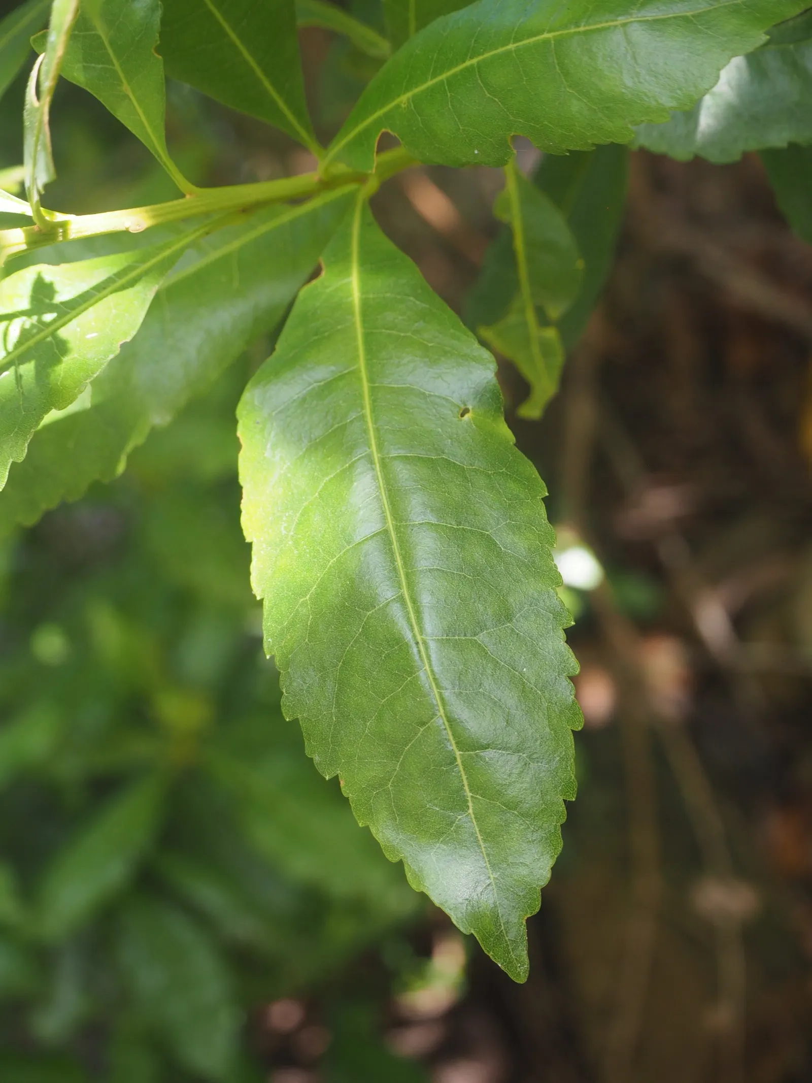 Portugal Laurel (Prunus Lusitanica) — tolerating temperatures down to about 0&deg;F to -10&deg;F.<br><br>Overall