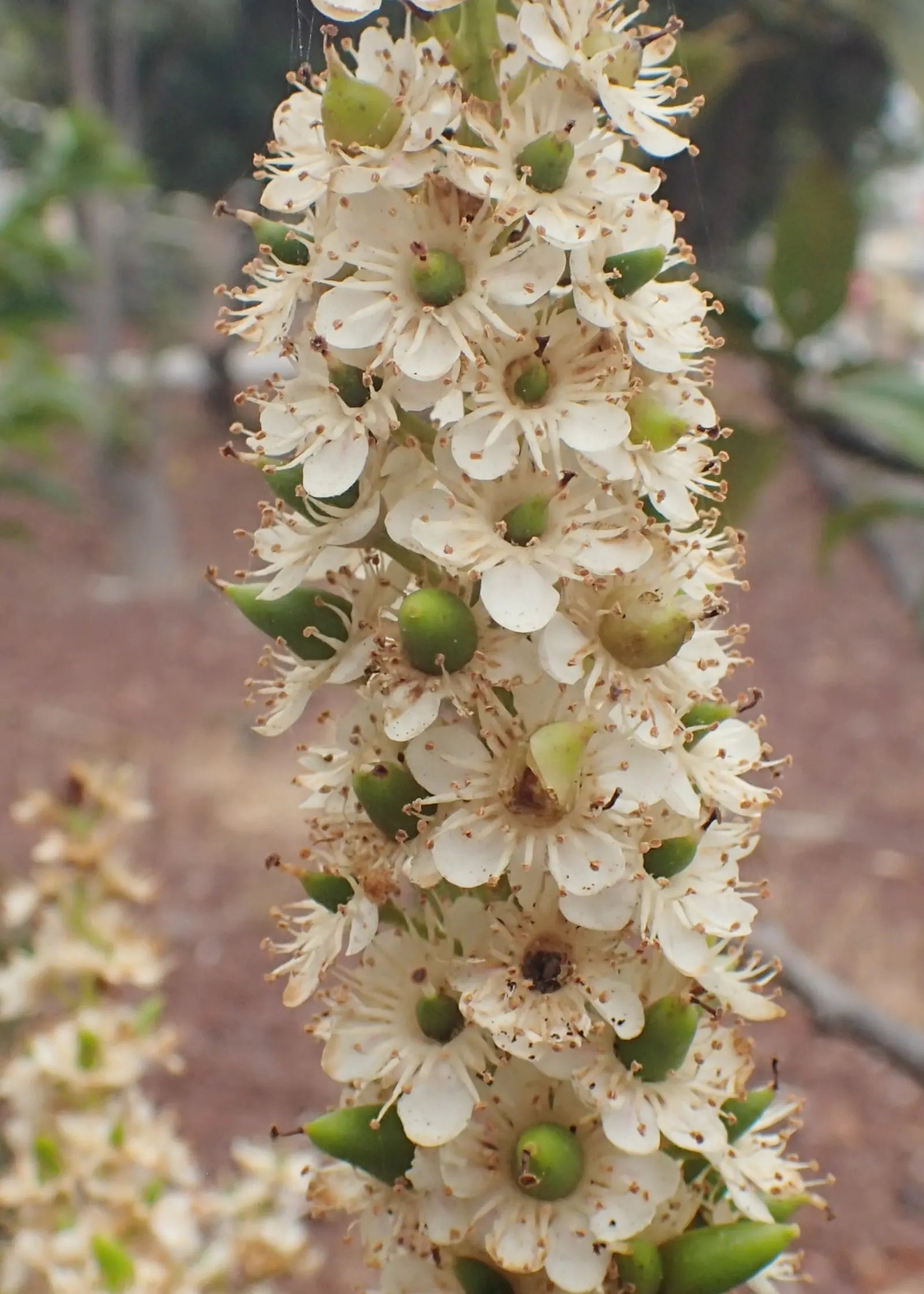 Portugal Laurel (Prunus Lusitanica) — which are attractive to pollinators like bees and butterflies; or as a standalone specimen.<br><br>Portugal Laurel