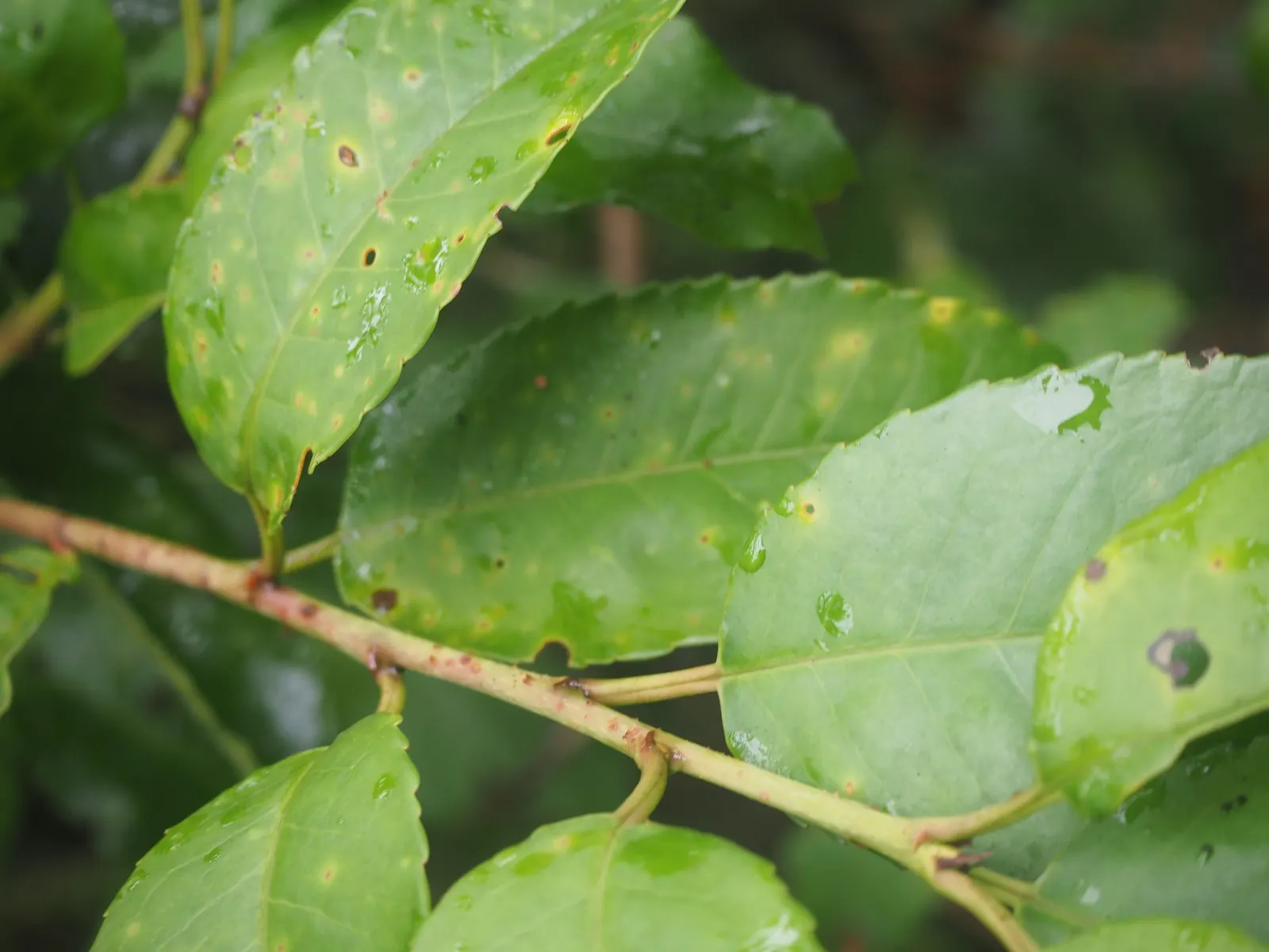 Portugal Laurel (Prunus Lusitanica) — Water requirements are moderate; establish a regular watering schedule to ensure a strong root system; glossy foliage and