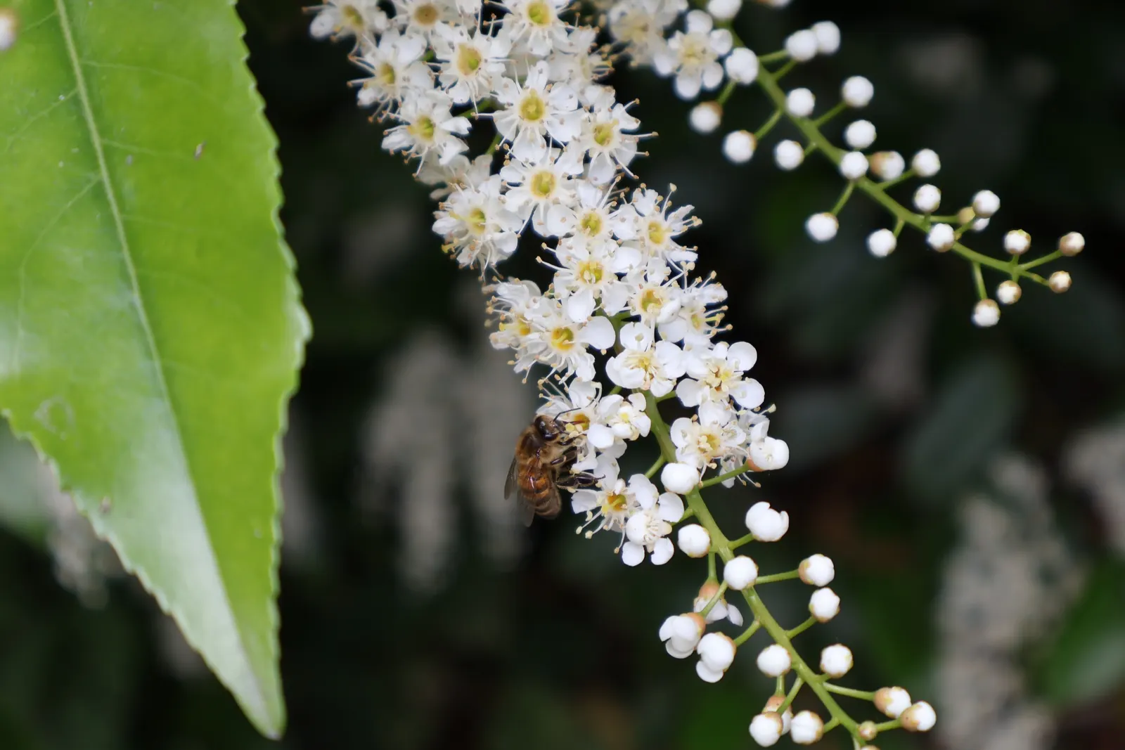 Portugal Laurel (Prunus Lusitanica) — This hardy, versatile plant thrives in full sun to partial shade and adapts to various soils; and these can add a burst