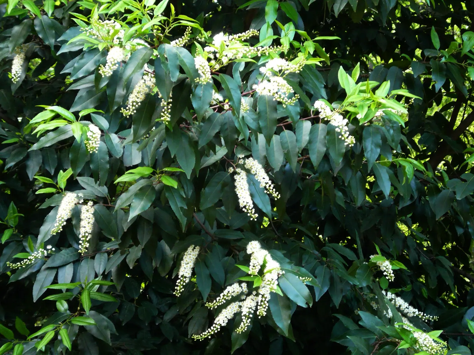 Portugal Laurel (Prunus Lusitanica) — or as a standalone specimen.<br><br>Portugal Laurel showcases dark green