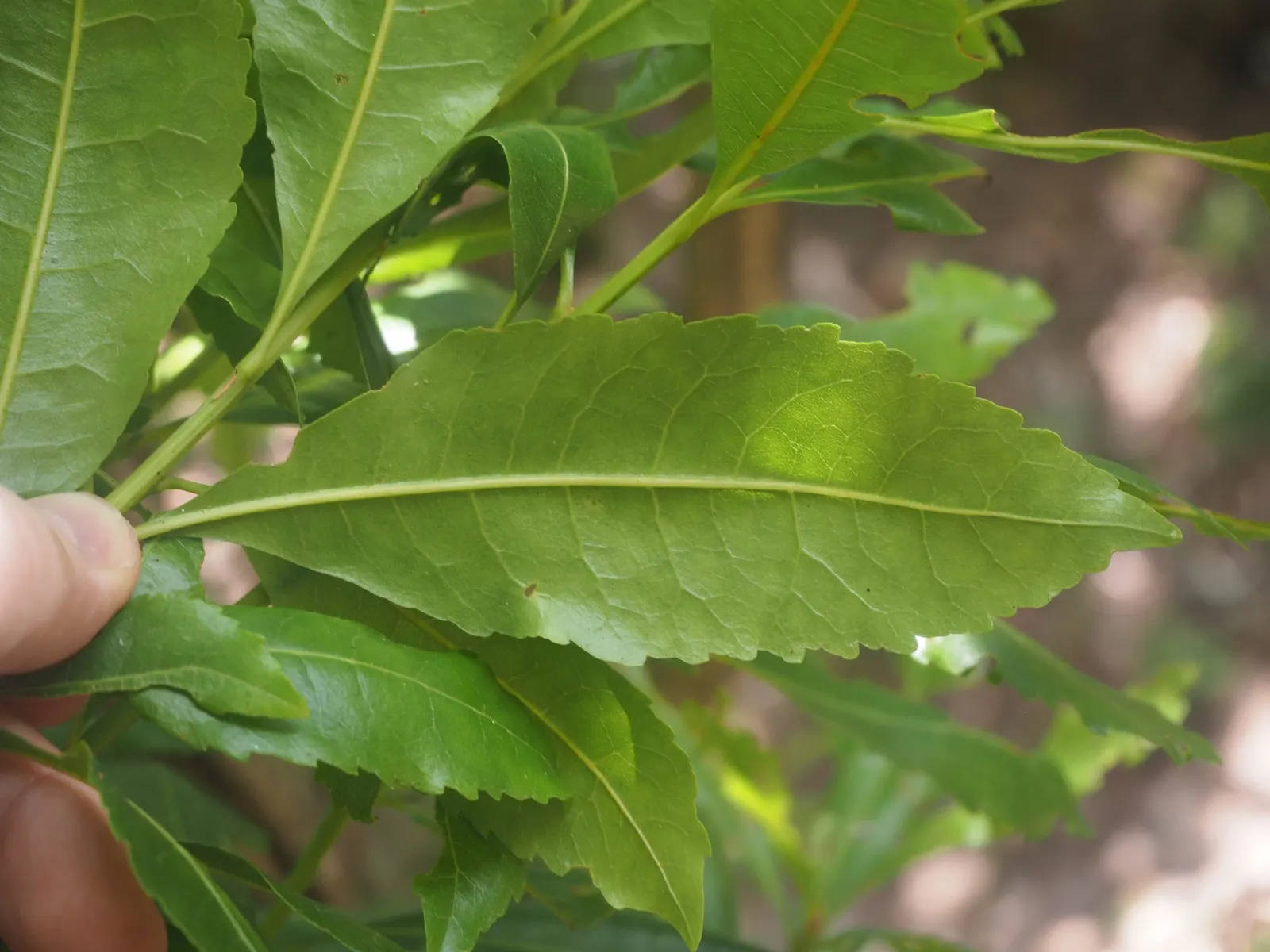 Portugal Laurel (Prunus Lusitanica) — Ideal for hedges and privacy screens, it requires minimal pruning to maintain shape and size