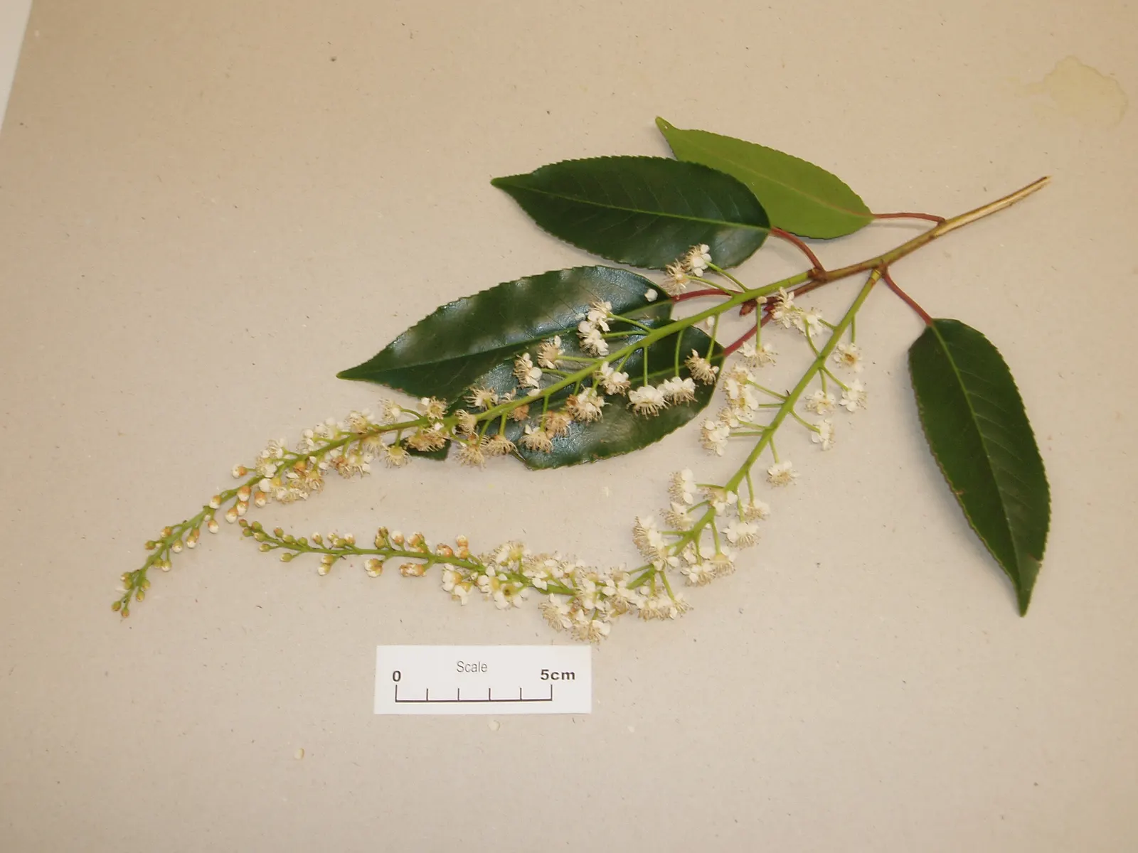 Portugal Laurel (Prunus Lusitanica) — about 0.4 inches in diameter