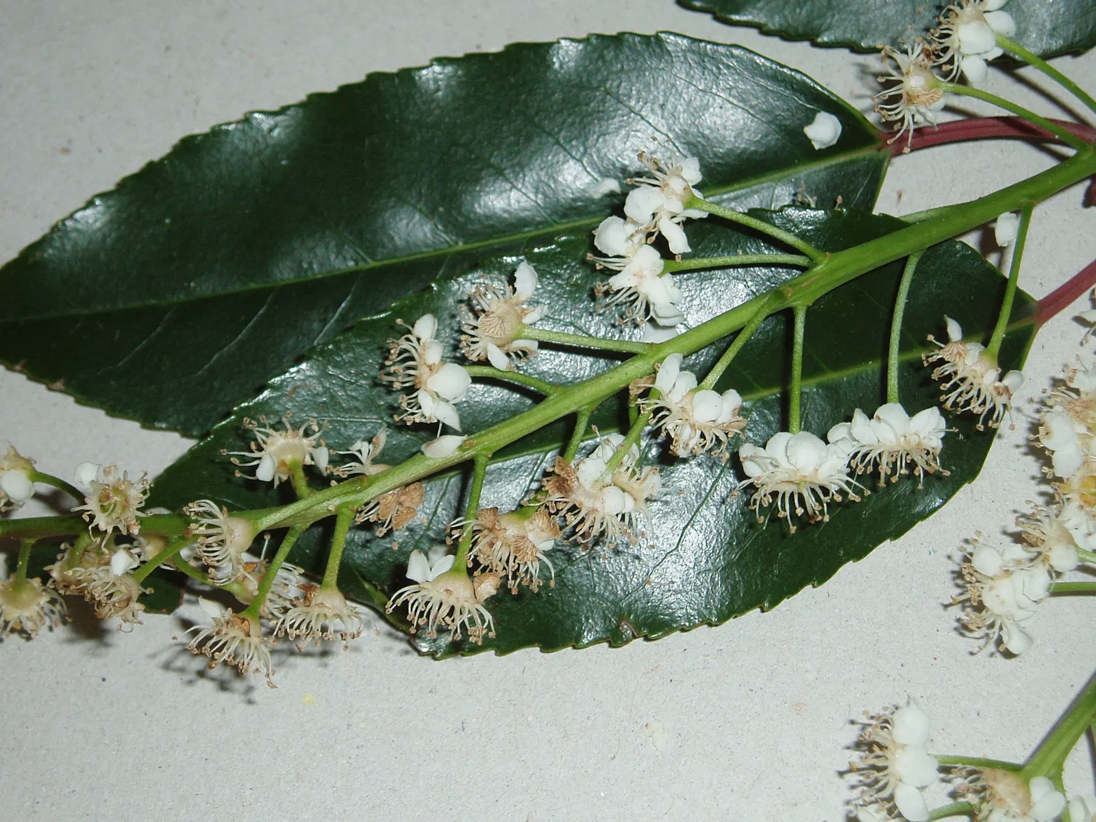Portugal Laurel (Prunus Lusitanica) — This robust plant can reach a mature height of 10 to 20 feet
