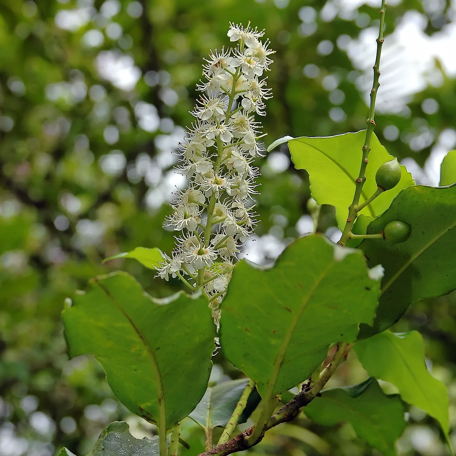 Portugal Laurel (Prunus Lusitanica) — shrub / tree with white blooms