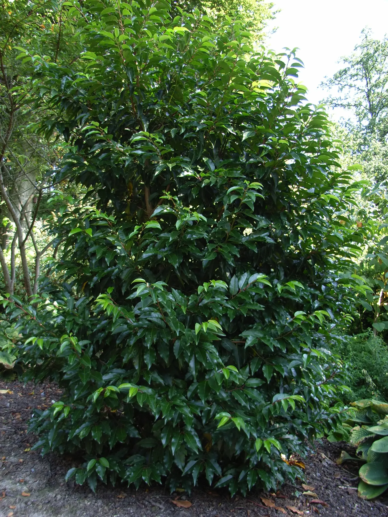 Portugal Laurel (Prunus Lusitanica) — commonly referred to as Portugal Laurel; shrub / tree with white blooms