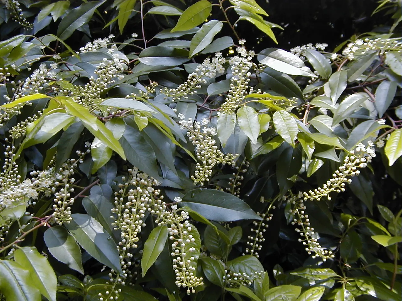 Portugal Laurel (Prunus Lusitanica) — then reduce frequency once the plant is established