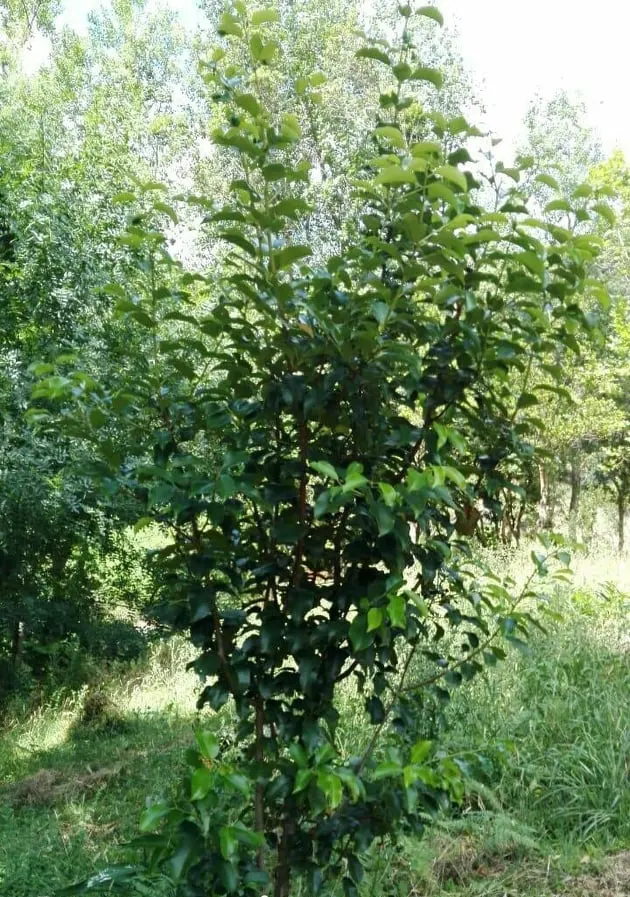 Portugal Laurel (Prunus Lusitanica) — though it's important to note that they are toxic if ingested.<br><br>Adaptable to a wide range of soil types