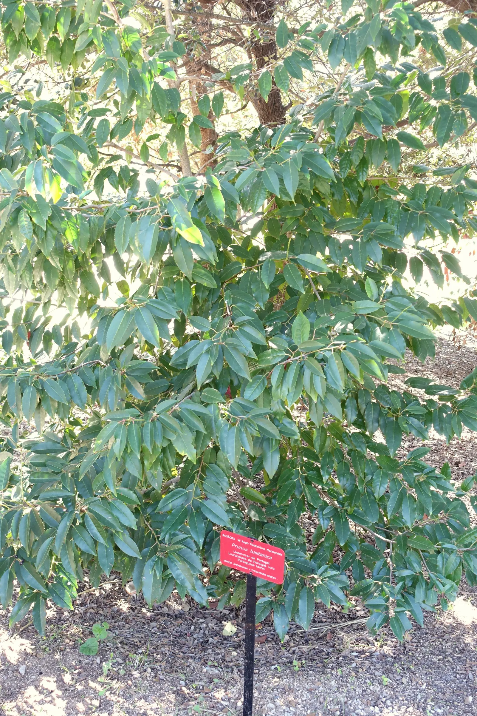 Portugal Laurel (Prunus Lusitanica) — tolerating temperatures down to about 0&deg;F to -10&deg;F.<br><br>Overall, image 61